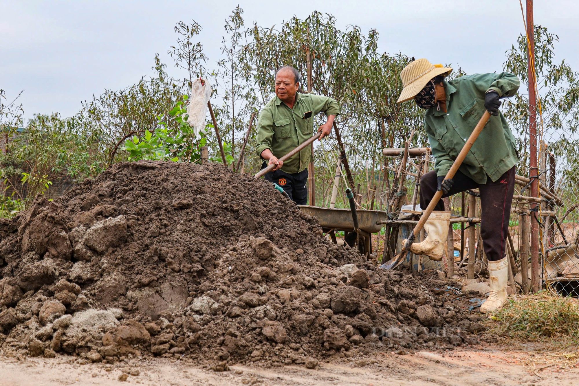 Nỗ lực hồi sinh quất Tứ Liên bonsai nức tiếng trước Tết Nguyên đán 2025- Ảnh 4.