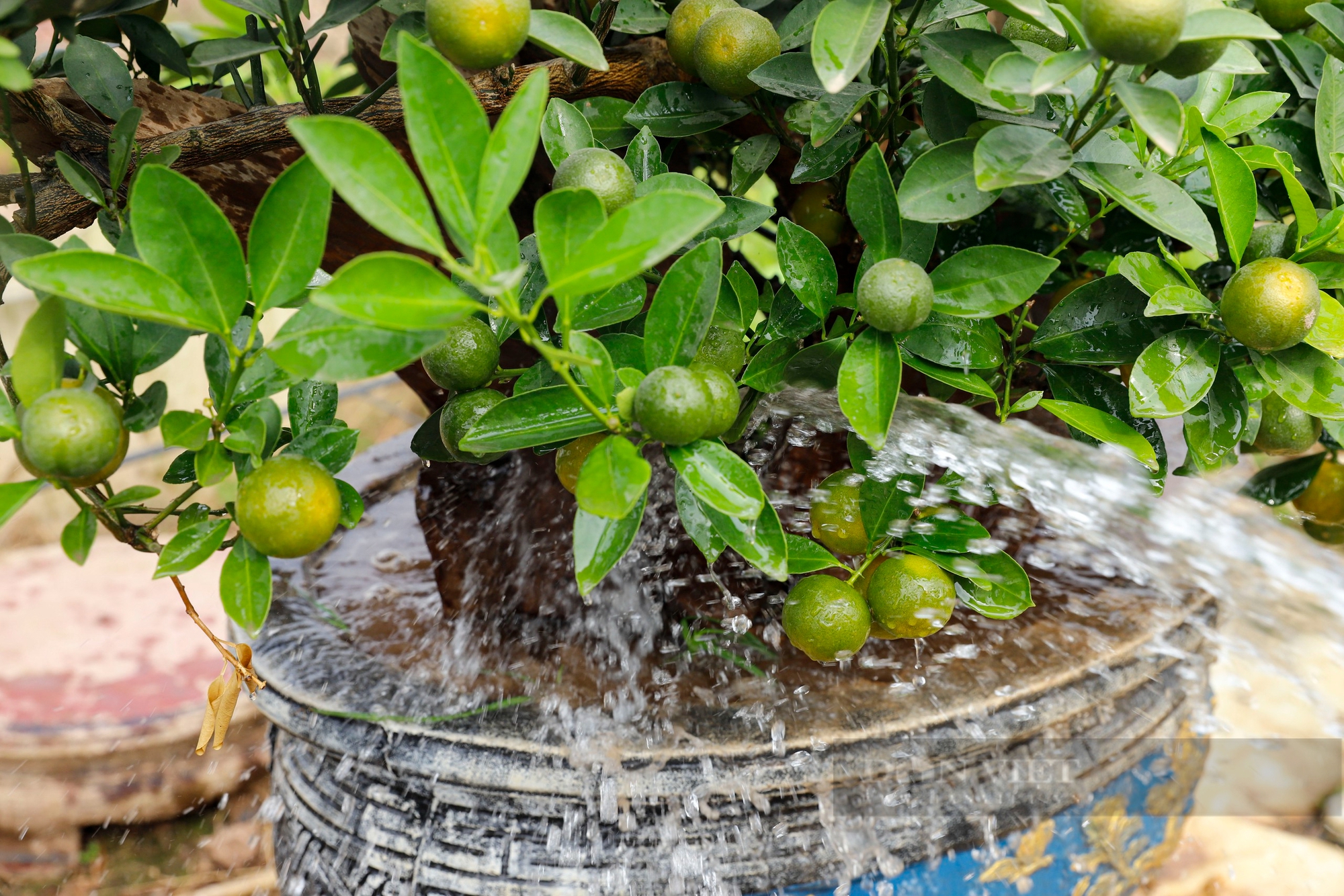 Nỗ lực hồi sinh quất Tứ Liên bonsai nức tiếng trước Tết Nguyên đán 2025- Ảnh 8.