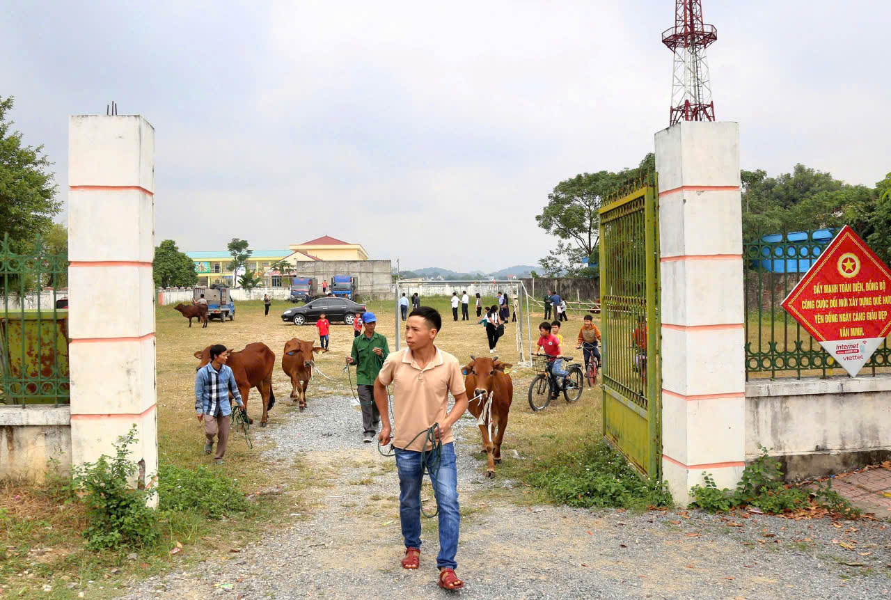 Ninh Bình: Bàn giao 78 con bò lai Zebu sinh sản cho các hộ nghèo, cận nghèo tại Yên Mô - Ảnh 3.