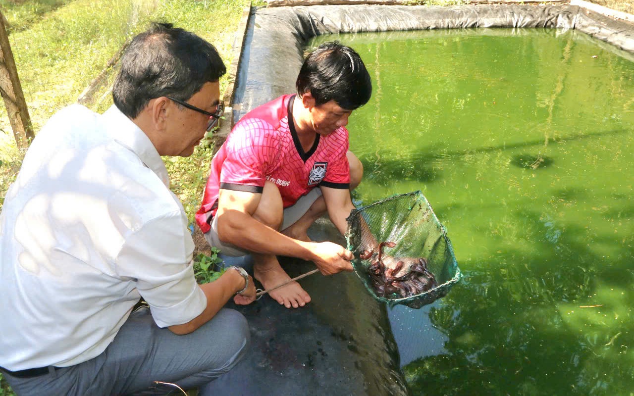 Nuôi gà đệm lót sinh học ở Lào Cai, con nào cũng khỏe, luộc rang ăn ngọt như thêm mì chính - Ảnh 8.