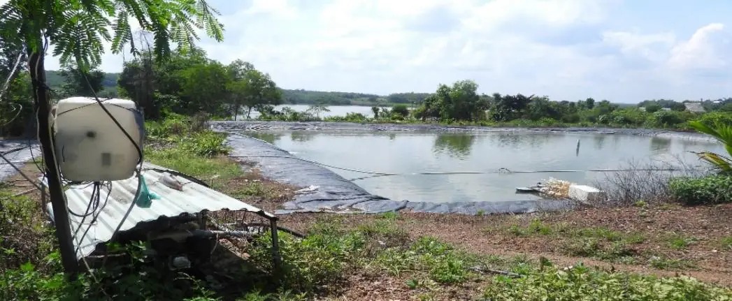 Nuôi cá heo xanh, loài cá đặc sản vùng đầu nguồn sông Cửu Long, hễ bán thương lái mua hết - Ảnh 2.