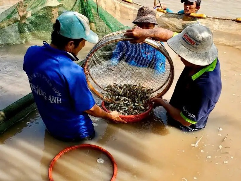 Nuôi cá heo xanh, loài cá đặc sản vùng đầu nguồn sông Cửu Long, hễ bán thương lái mua hết - Ảnh 6.