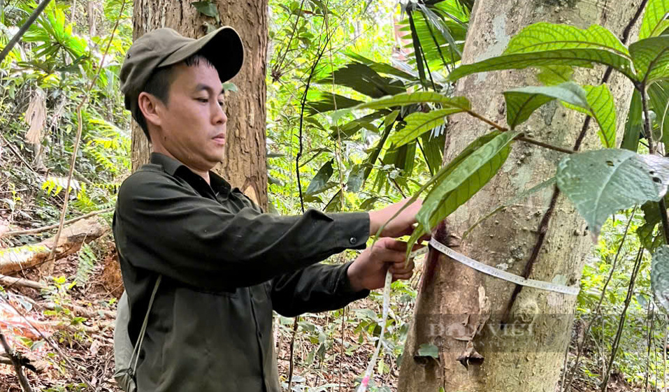 Dự án giao thông hơn 229 tỷ đồng ở Quảng Trị “mắc kẹt” vì không ai mua đấu giá rừng- Ảnh 2.