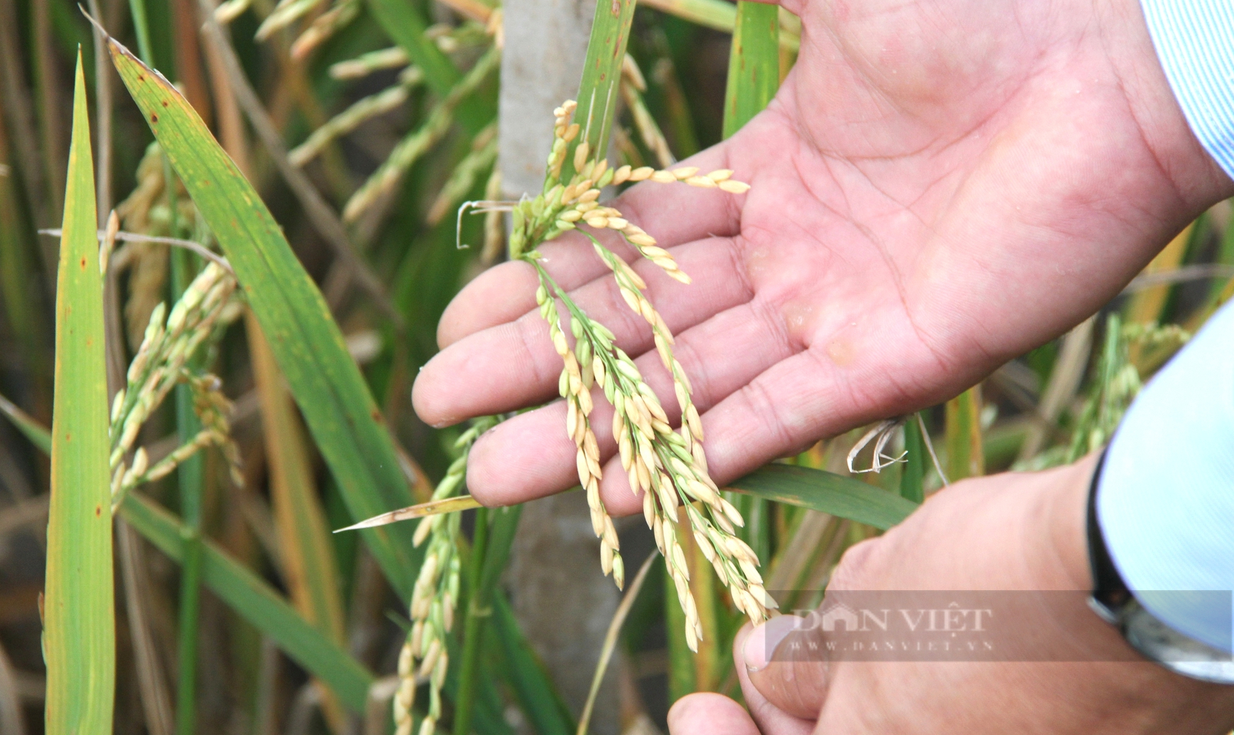 Chưa từng có: Bán đấu giá giống lúa tại Đồng bằng sông Cửu Long - Ảnh 3.