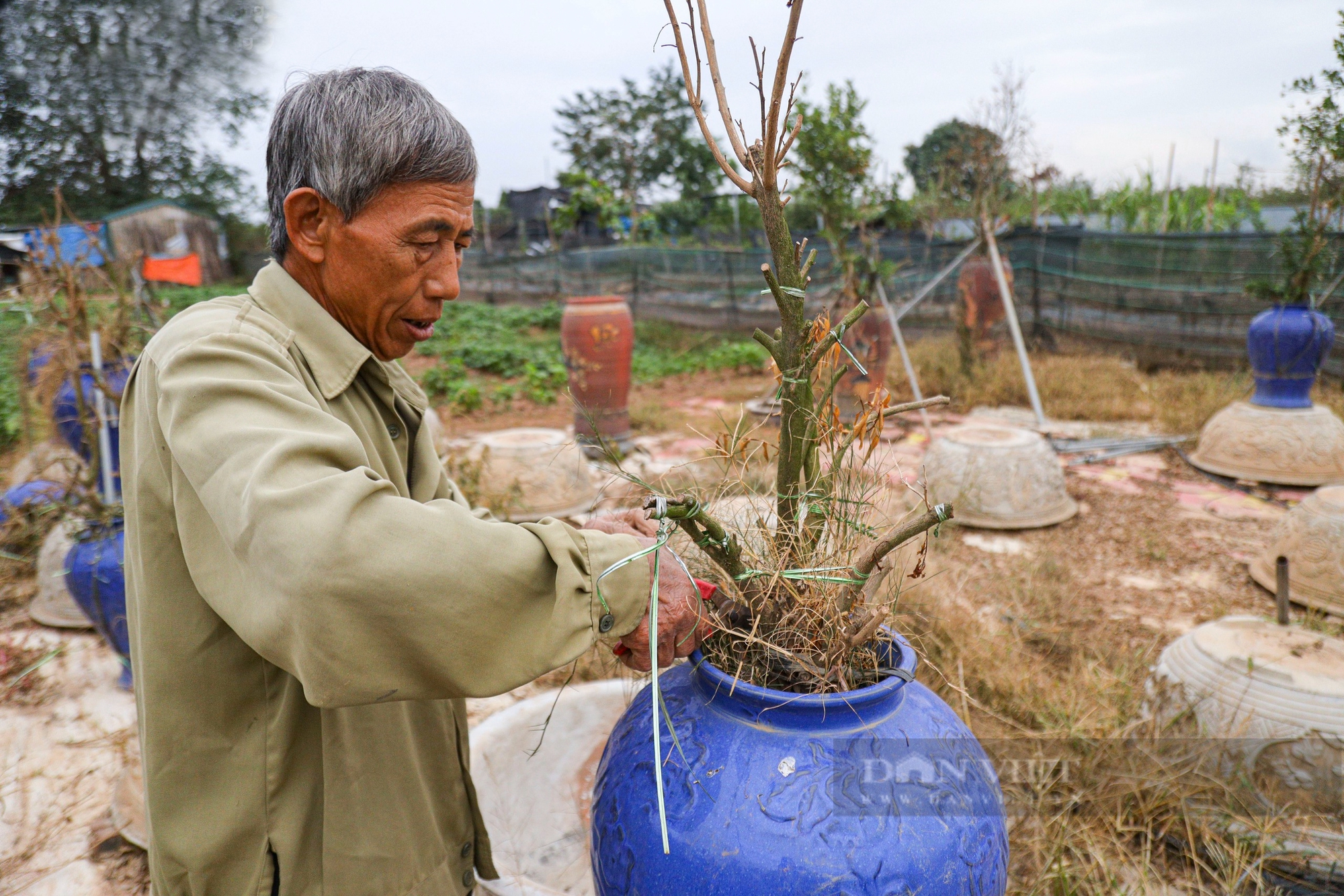 Nỗ lực hồi sinh quất Tứ Liên bonsai nức tiếng trước Tết Nguyên đán 2025- Ảnh 5.