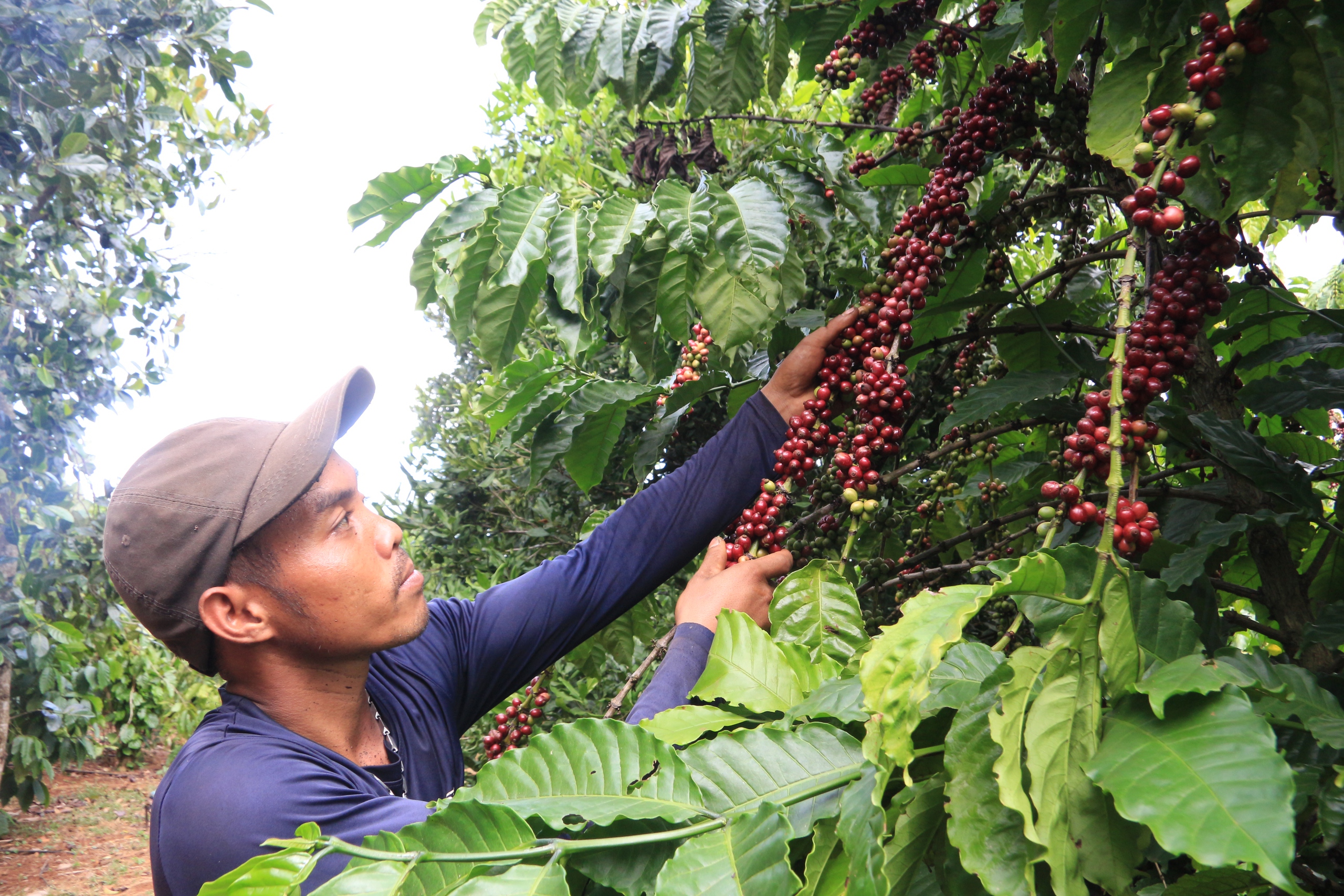 Hái cà phê khoán, nhiều người bất ngờ "ẳm" số tiền gần 1 triệu đồng mỗi ngày - Ảnh 2.