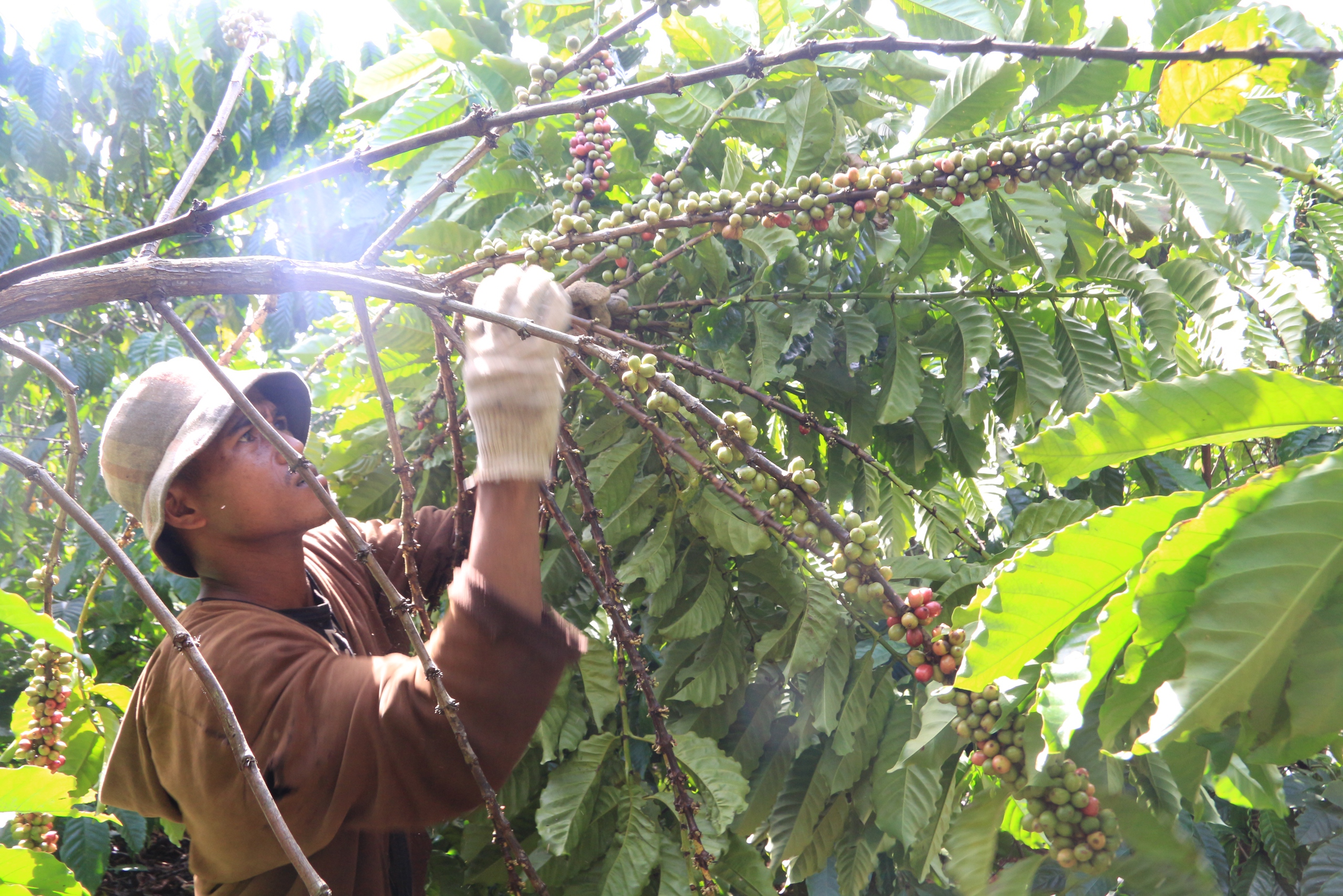 Hái cà phê khoán, nhiều người bất ngờ "ẳm" số tiền gần 1 triệu đồng mỗi ngày - Ảnh 10.