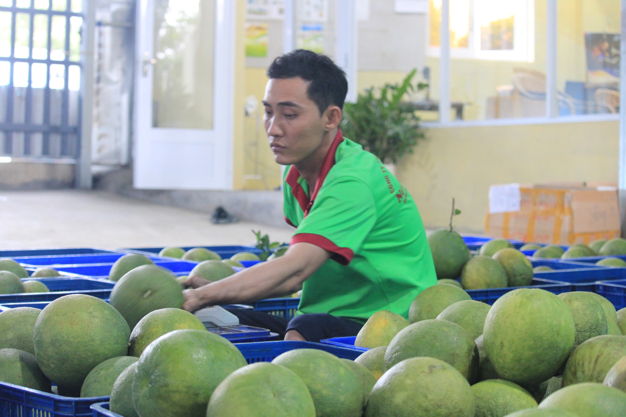 Hàng trăm quả bưởi tết ở Khánh Vĩnh được "trang điểm" mát mắt cung cấp cho khách hàng- Ảnh 5.