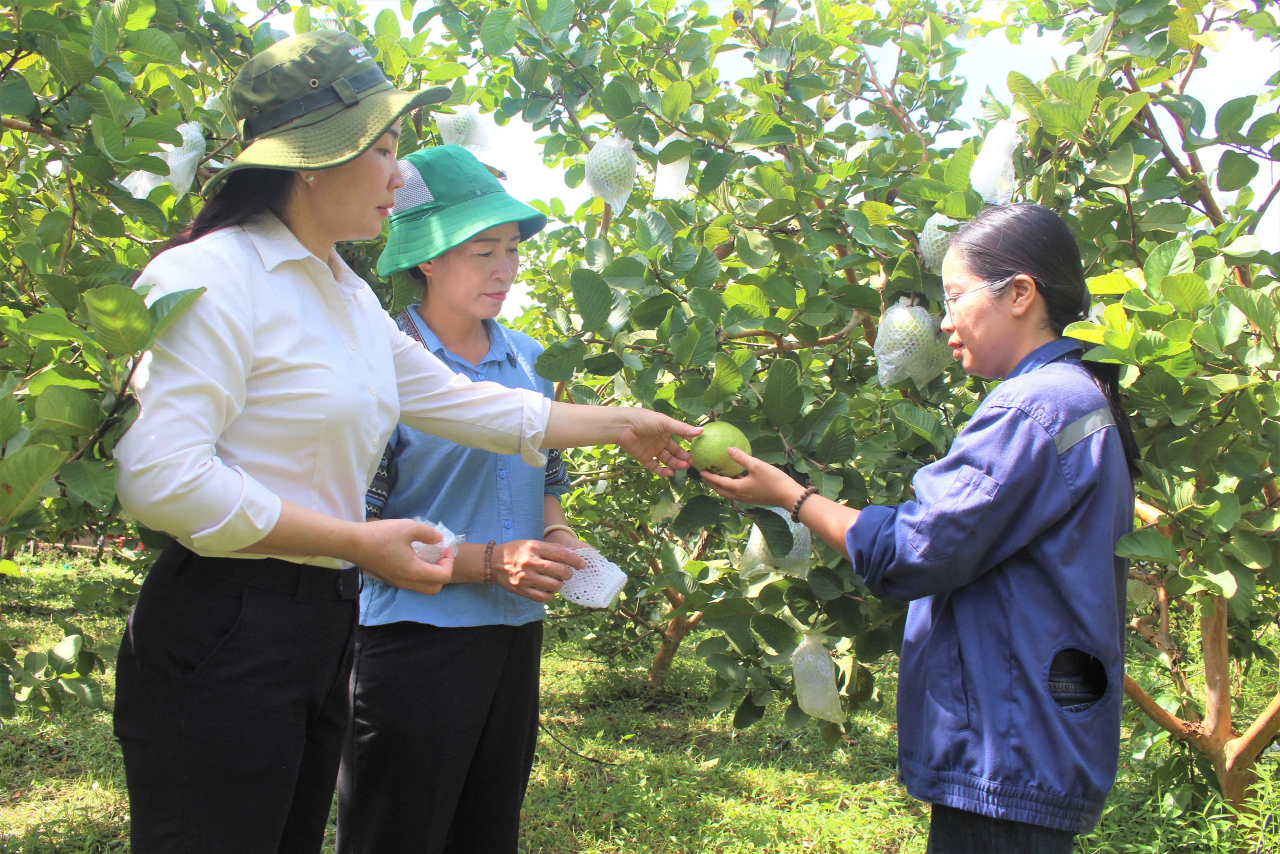 Đắk Lắk có trên 104.000 hội viên, nông dân đạt danh hiệu nông dân sản xuất kinh doanh giỏi - Ảnh 3.