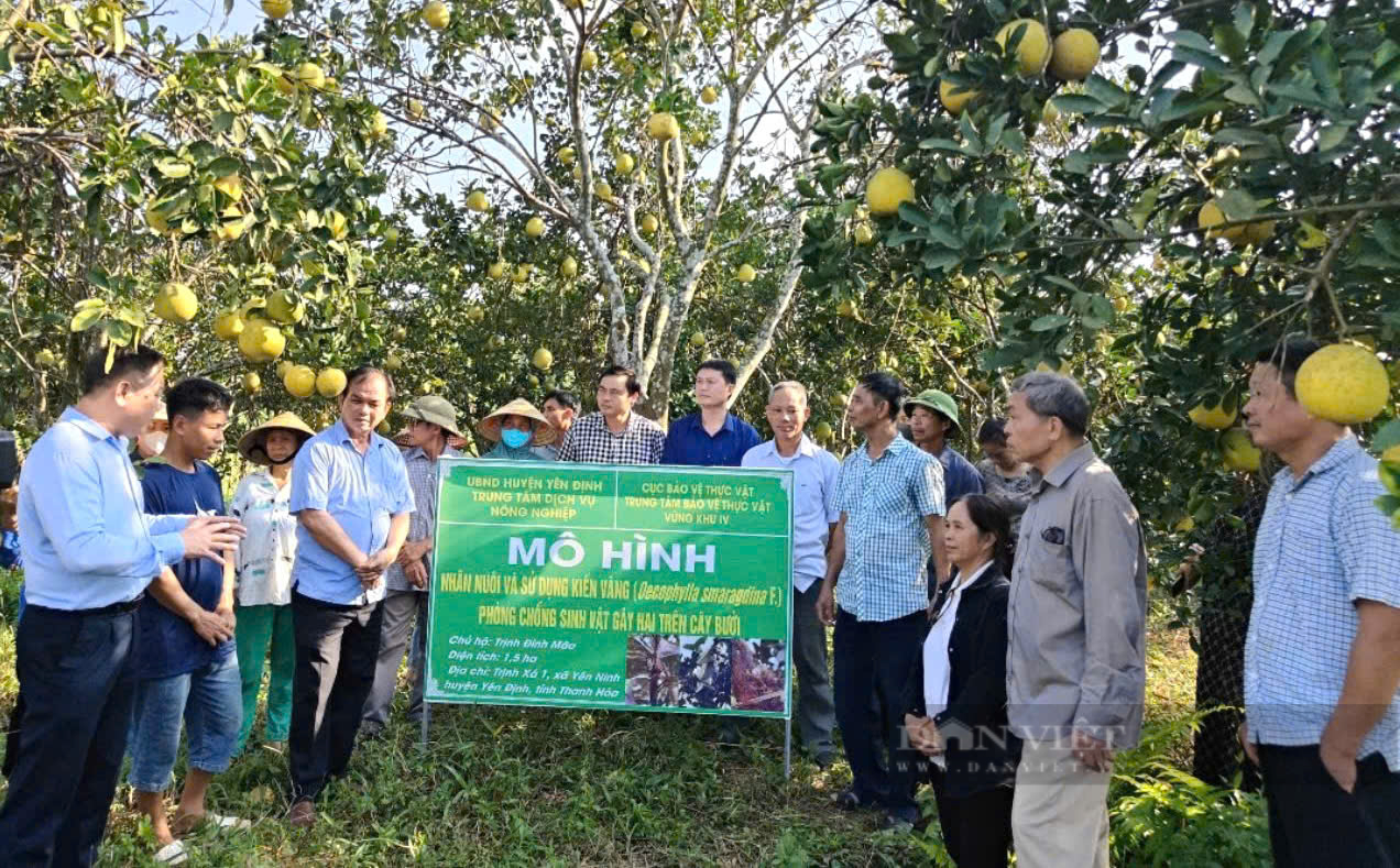 Một nông dân ở Thanh Hóa nuôi kiến vàng giúp vườn cây không còn sâu bệnh, tăng năng suất, giúp quả to đẹp, ngọt hơn- Ảnh 2.