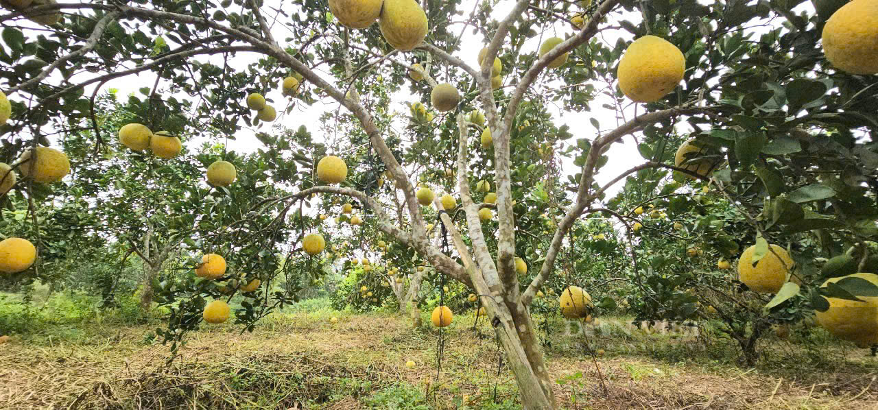 Một nông dân ở Thanh Hóa nuôi kiến vàng giúp vườn cây không còn sâu bệnh, tăng năng suất, giúp quả to đẹp, ngọt hơn- Ảnh 5.