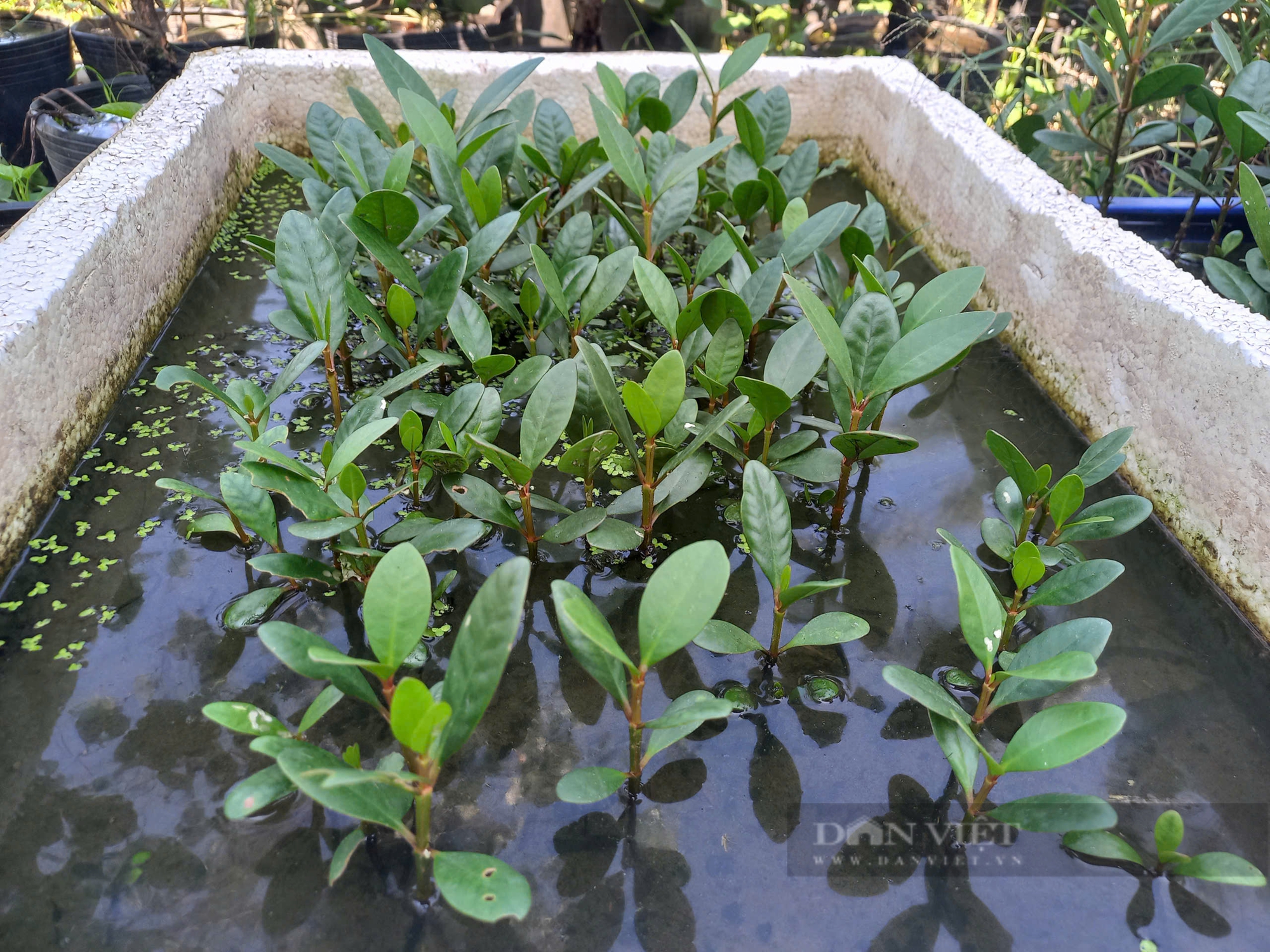 Làm bonsai cây dân dã nghe tên đã lắc đầu, giá 1,5 triệu đồng/cặp, anh nông dân Long An "cháy" hàng - Ảnh 4.