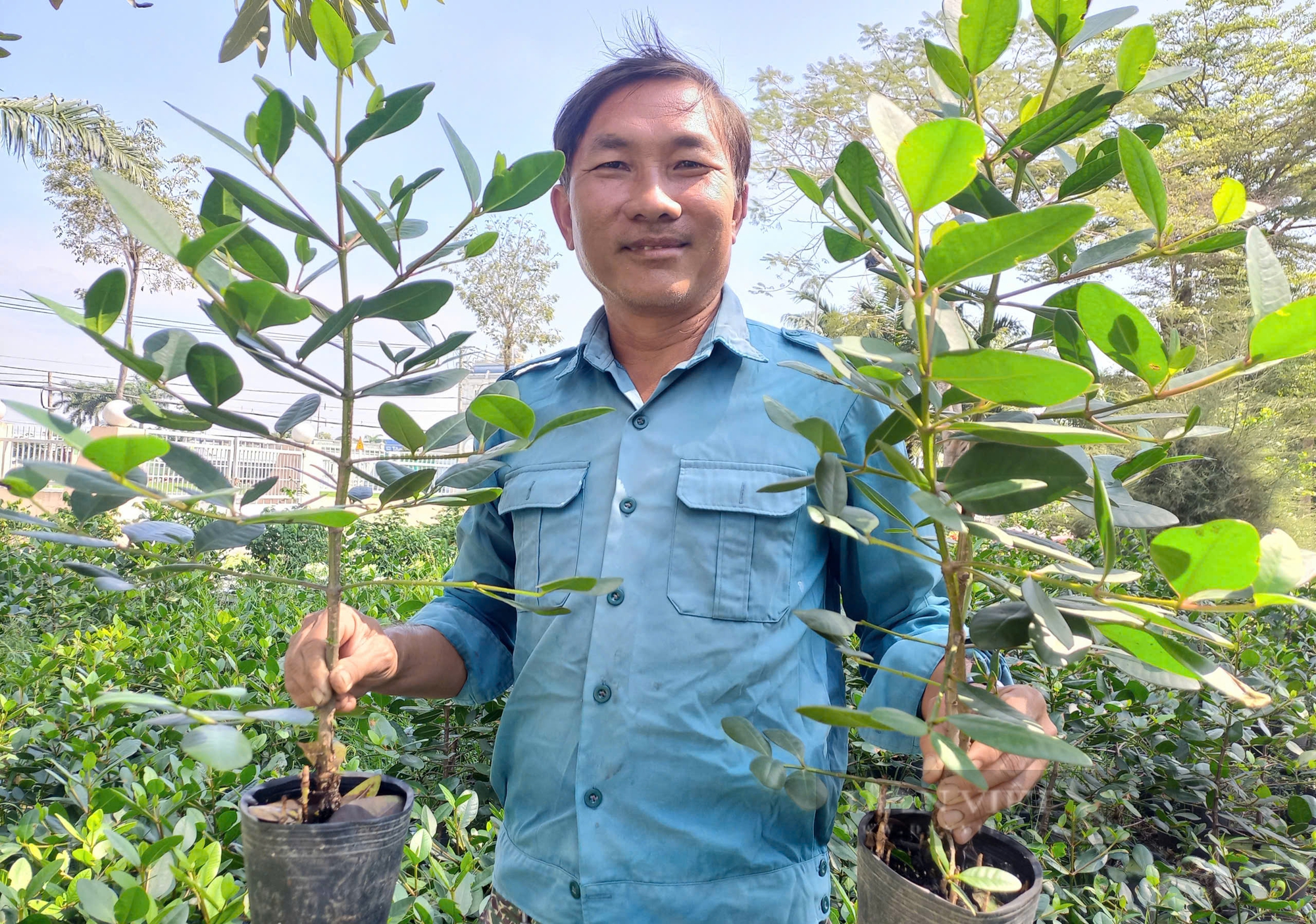 Làm bonsai cây dân dã nghe tên đã lắc đầu, giá 1,5 triệu đồng/cặp, anh nông dân Long An "cháy" hàng - Ảnh 5.