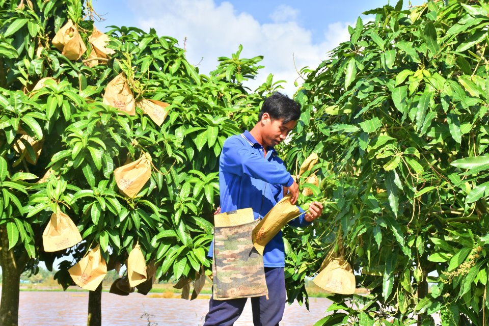 Một anh nông dân Bạc Liêu trồng xoài cát Hòa Lộc-xoài đặc sản, cây thấp tè  trái ra quá trời