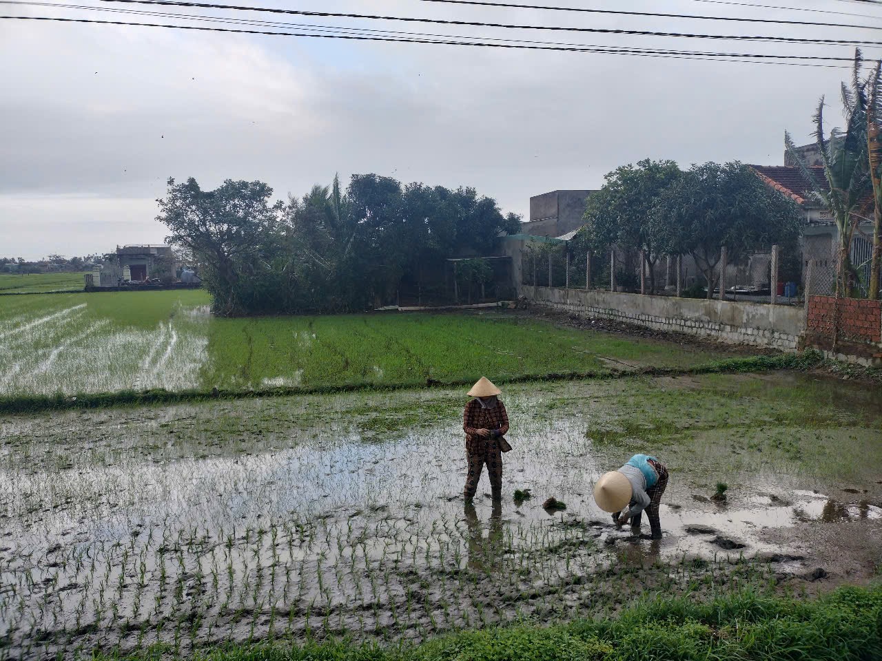 Khung cảnh “đau lòng” trước Tết, trên những cánh đồng ở Bình Định - Ảnh 4.