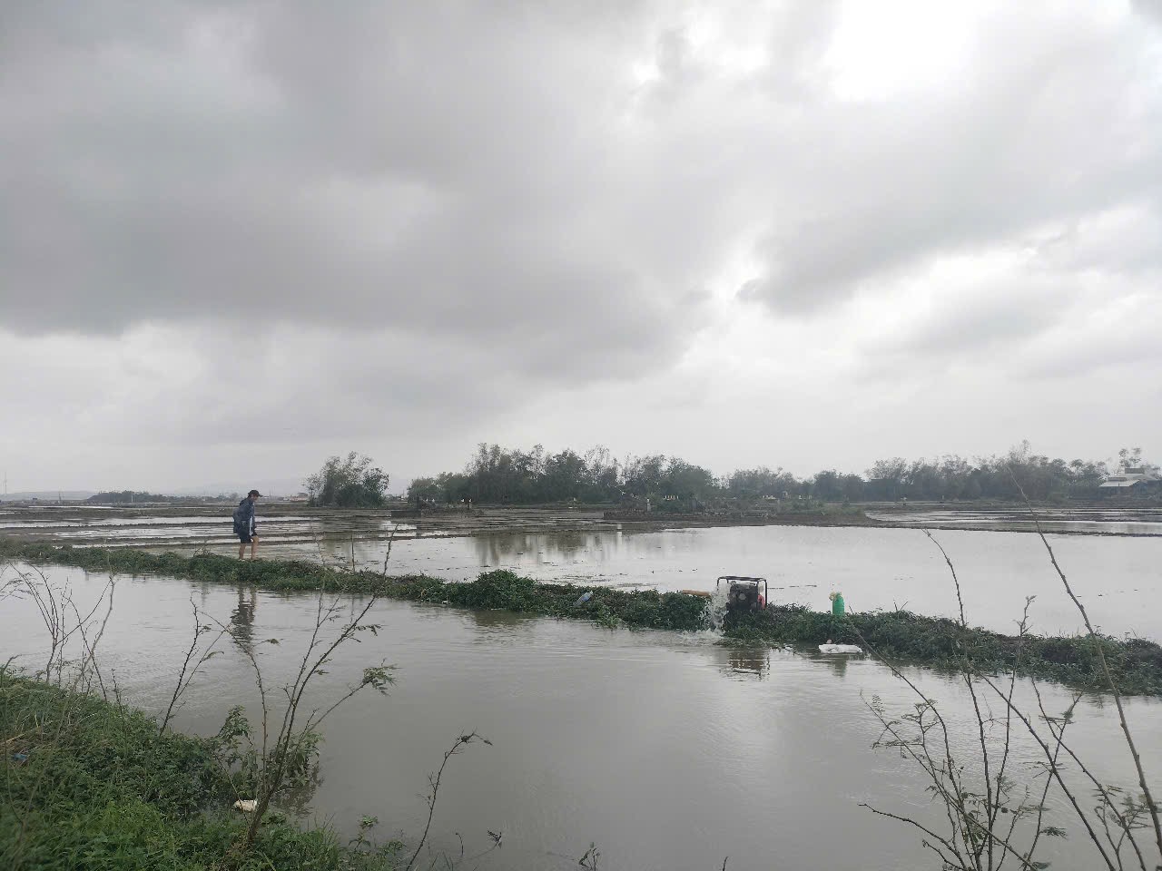 Khung cảnh “đau lòng” trước Tết, trên những cánh đồng ở Bình Định - Ảnh 5.