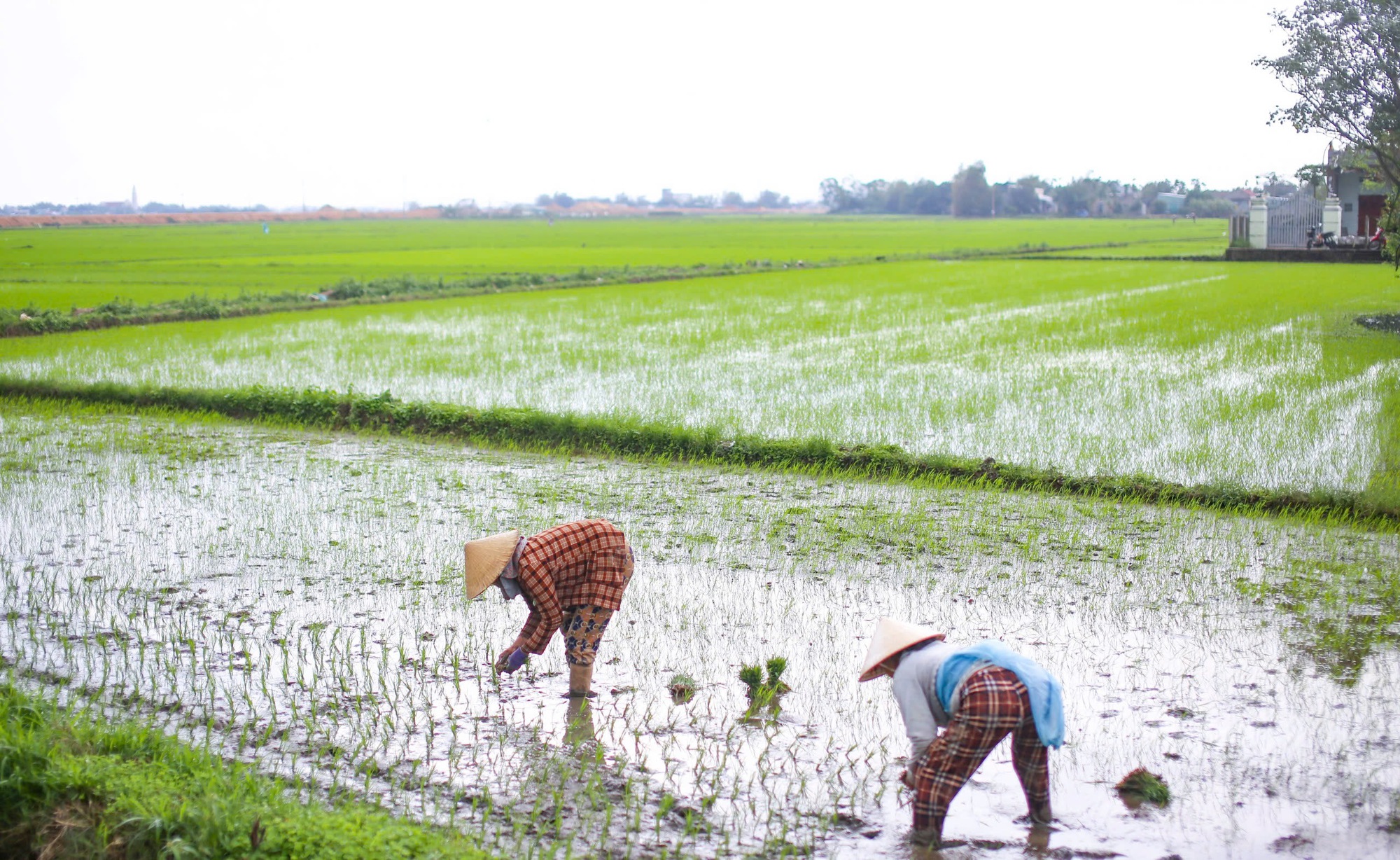 Khung cảnh “đau lòng” trước Tết, trên những cánh đồng ở Bình Định - Ảnh 7.