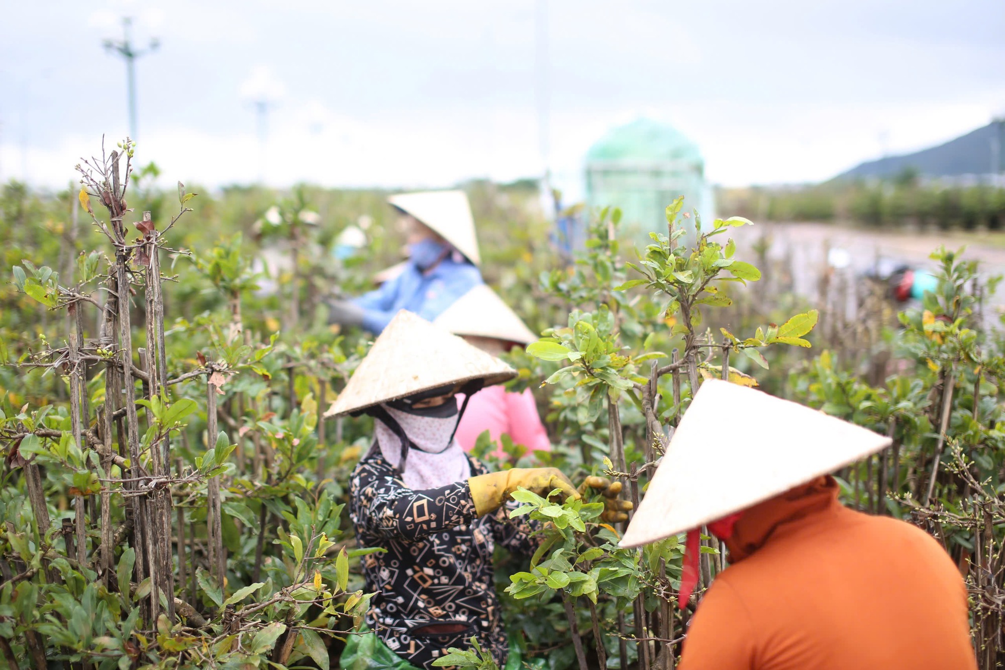 "Thủ phủ" mai vàng miền Trung bận rộn "ôm cây, lặt lá" đón Tết Nguyên đán 2025- Ảnh 7.