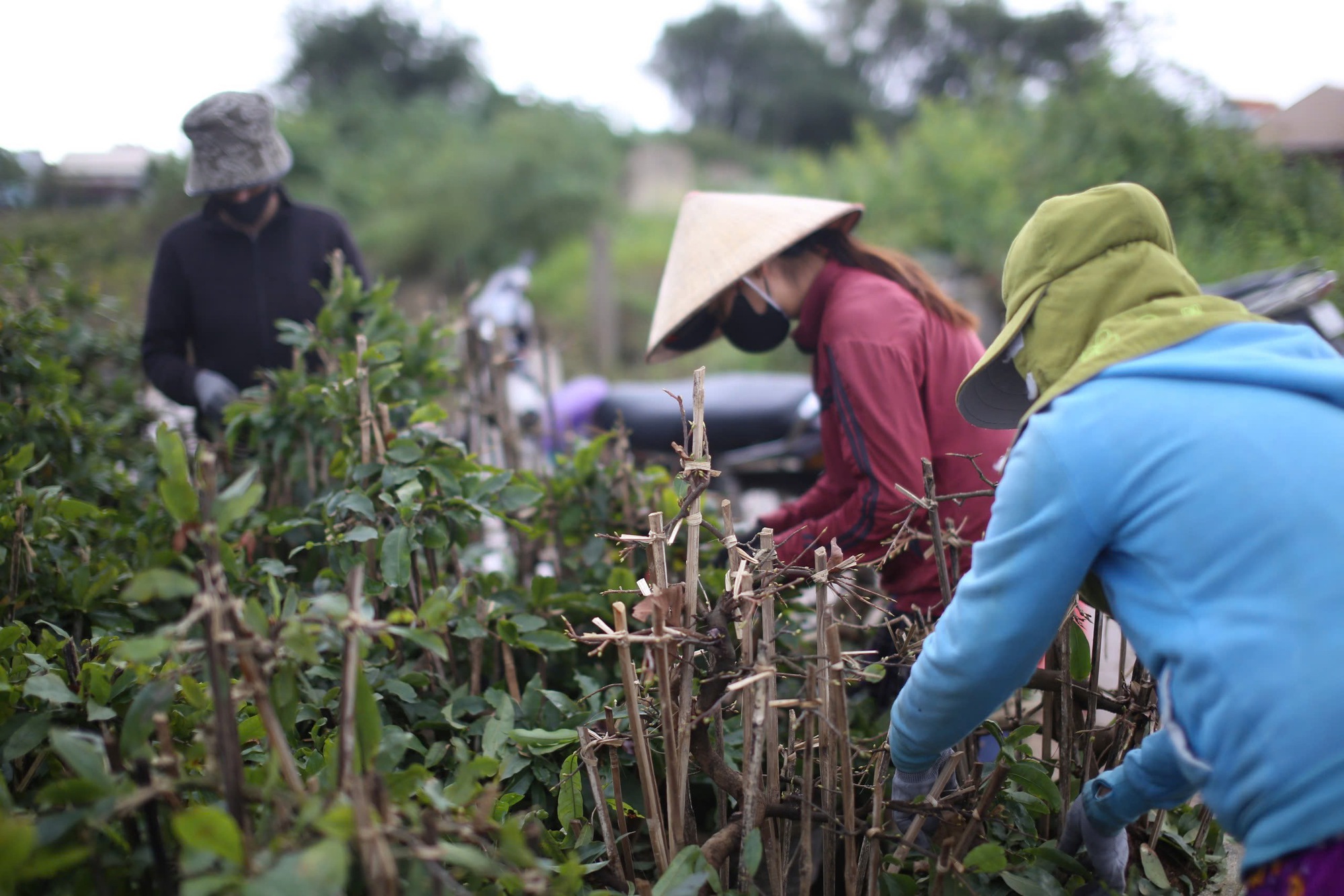 "Thủ phủ" mai vàng miền Trung bận rộn "ôm cây, lặt lá" đón Tết Nguyên đán 2025- Ảnh 8.