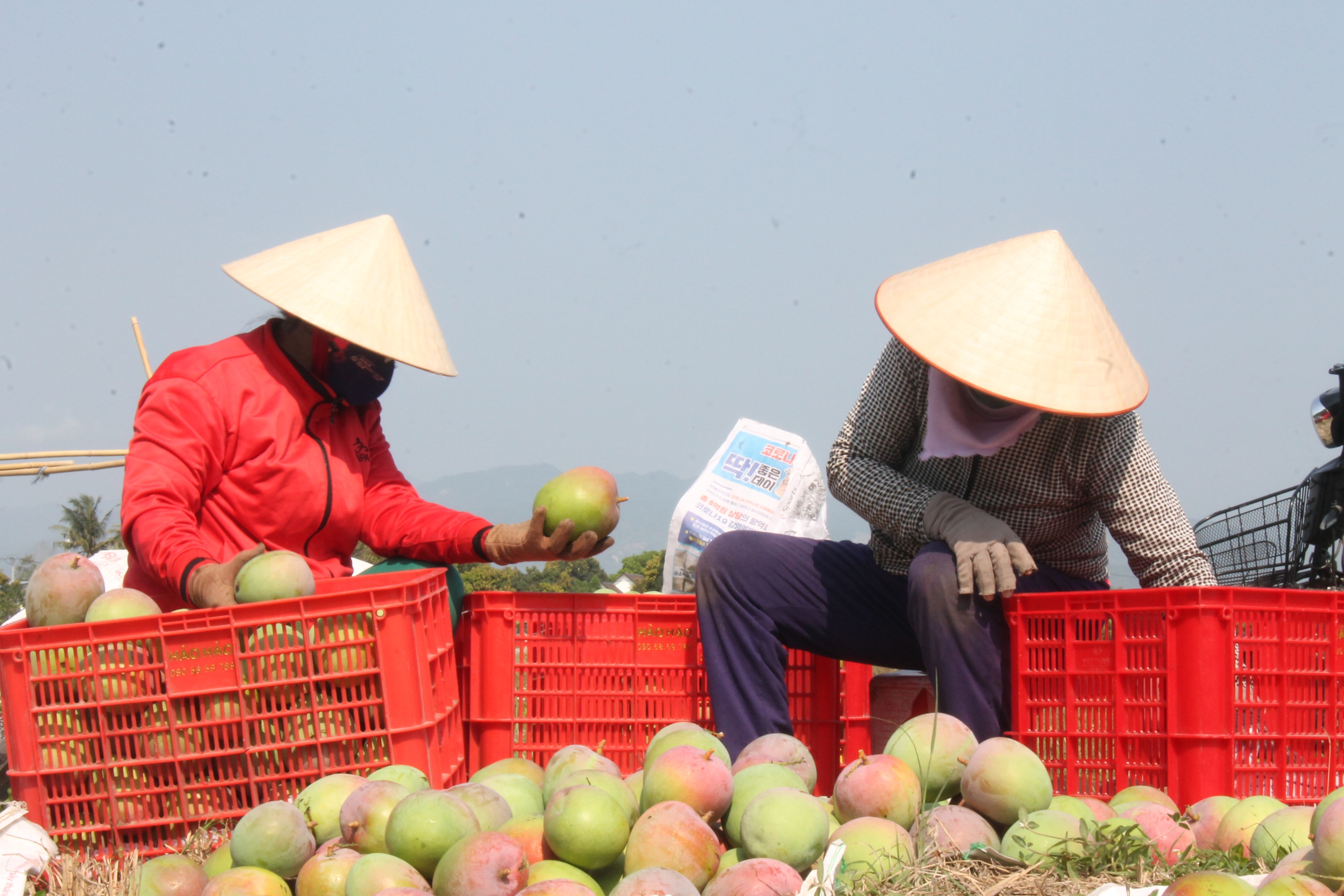 Khánh Hòa: Nhiều mô hình tổ hội nghề nghiệp, tổ hợp tác ở Cam Lâm đem lại hiệu quả kinh tế cao- Ảnh 3.