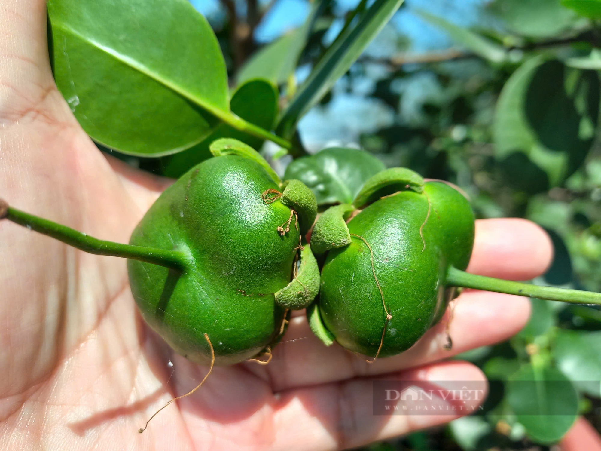 Làm bonsai cây dân dã nghe tên đã lắc đầu, giá 1,5 triệu đồng/cặp, anh nông dân Long An "cháy" hàng - Ảnh 2.