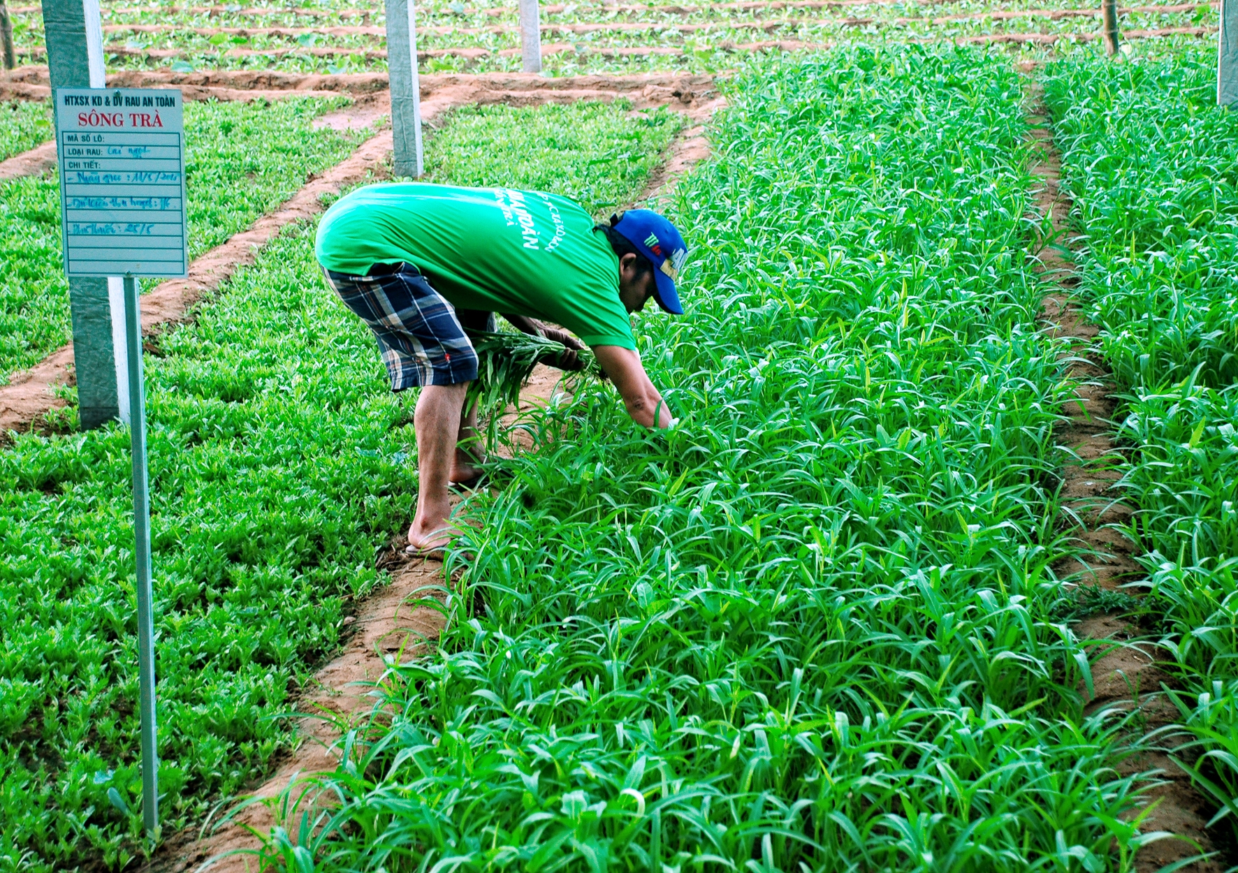 Thành phố Quảng Ngãi phát triển nông nghiệp gắn với du lịch tạo sinh kế bền vững - Ảnh 1.