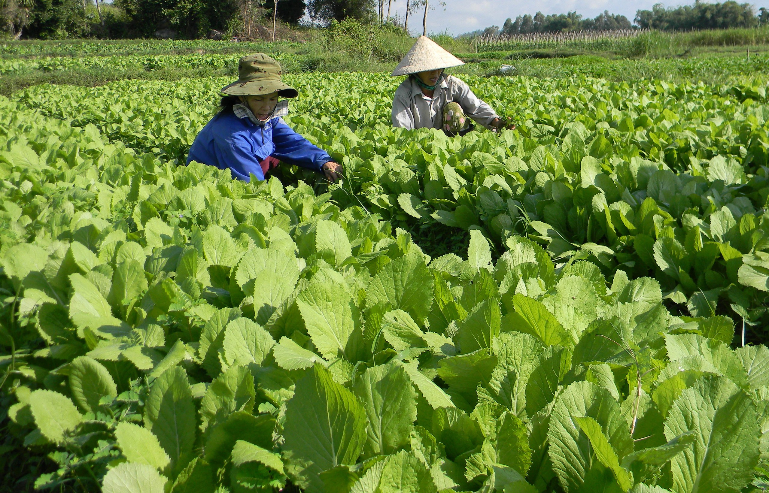 Thành phố Quảng Ngãi phát triển nông nghiệp gắn với du lịch tạo sinh kế bền vững - Ảnh 2.