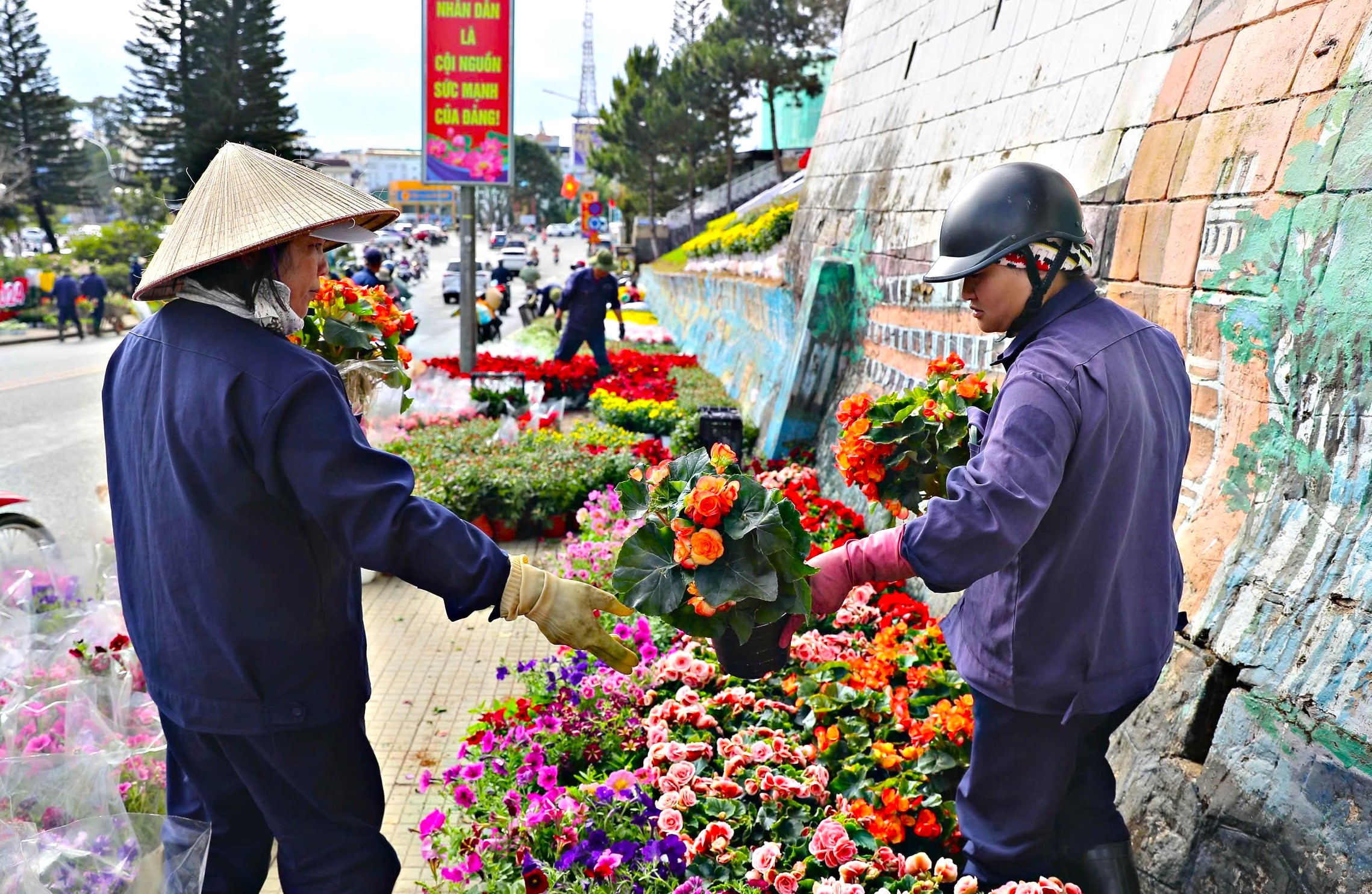 Tung 35.000 chậu hoa xây dựng tiểu cảnh, TP. Đà Lạt rực rỡ trước ngày khai mạc Ferstival hoa - Ảnh 4.