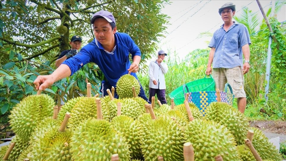 Nóng: Xuất khẩu nông lâm thủy sản "về đích sớm", đạt trên 56 tỷ USD, gạo, rau quả lập kỷ lục- Ảnh 1.