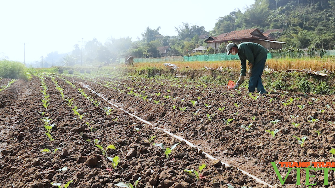 Phát triển đa dạng cây trồng vụ đông, đem lại thu nhập cho nông dân vùng cao - Ảnh 4.