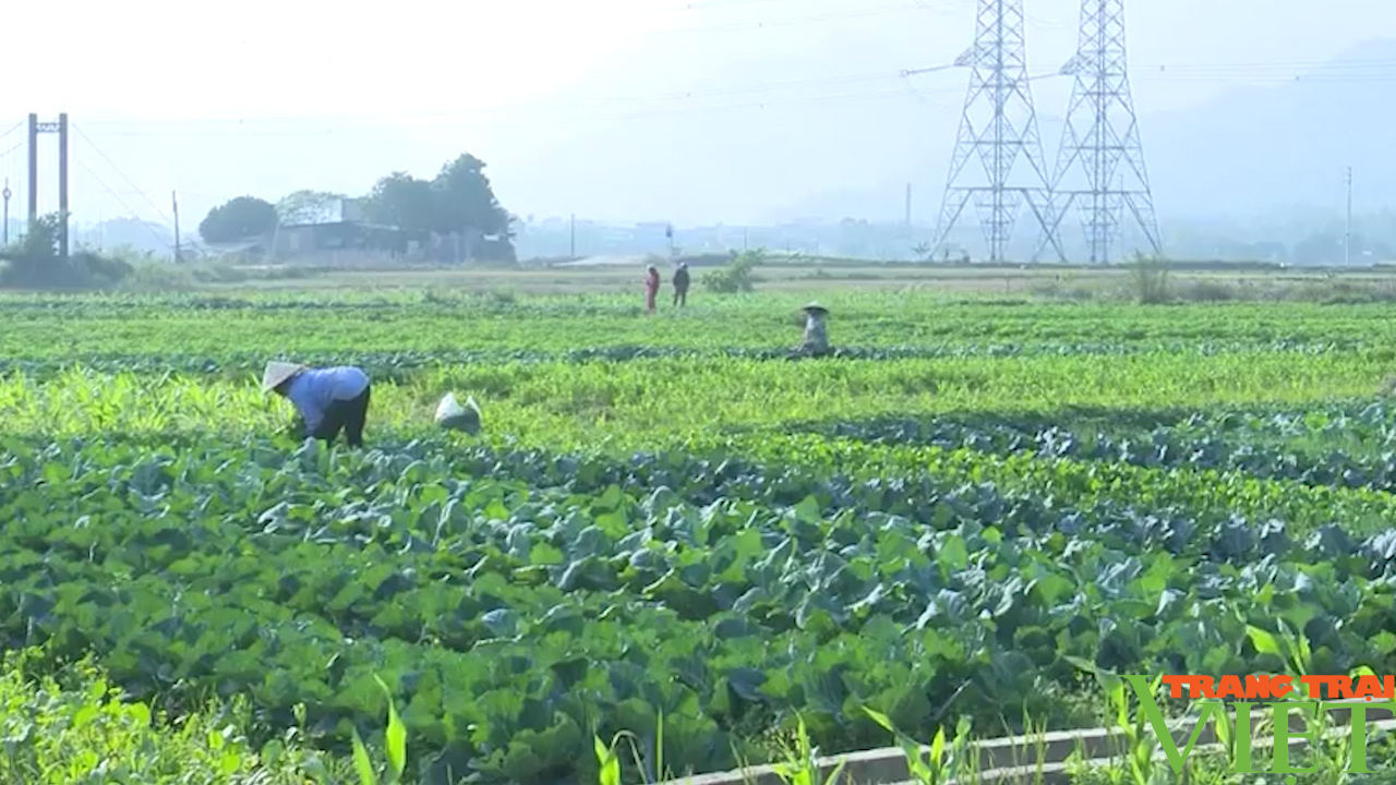 Phát triển đa dạng cây trồng vụ đông, đem lại thu nhập cho nông dân vùng cao - Ảnh 1.