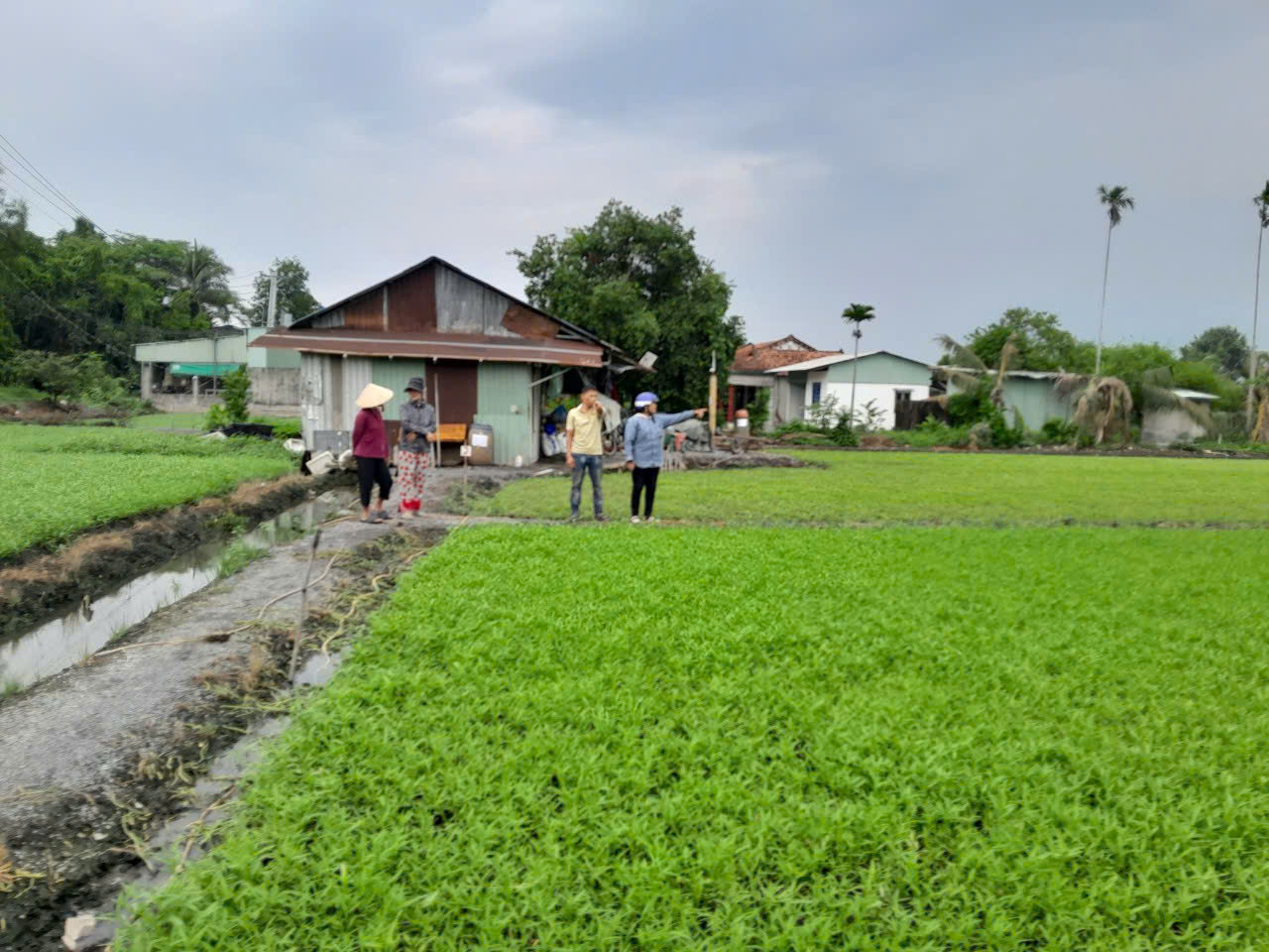 Tại TP.HCM có mô hình trồng rau muống nước VietGAP hướng đến xuất khẩu - Ảnh 2.