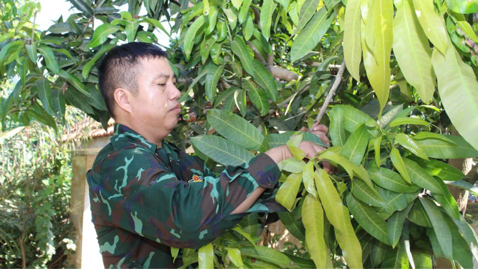 HTX Minh Trọng Tạ Bú: Từ Cây Xoài Truyền Thống Đến Sản Phẩm OCOP 3 Sao - Ảnh 1.