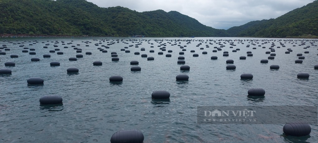 Quảng Ninh: Không thể chậm trễ trong việc giao khu vực nuôi biển - Ảnh 3.