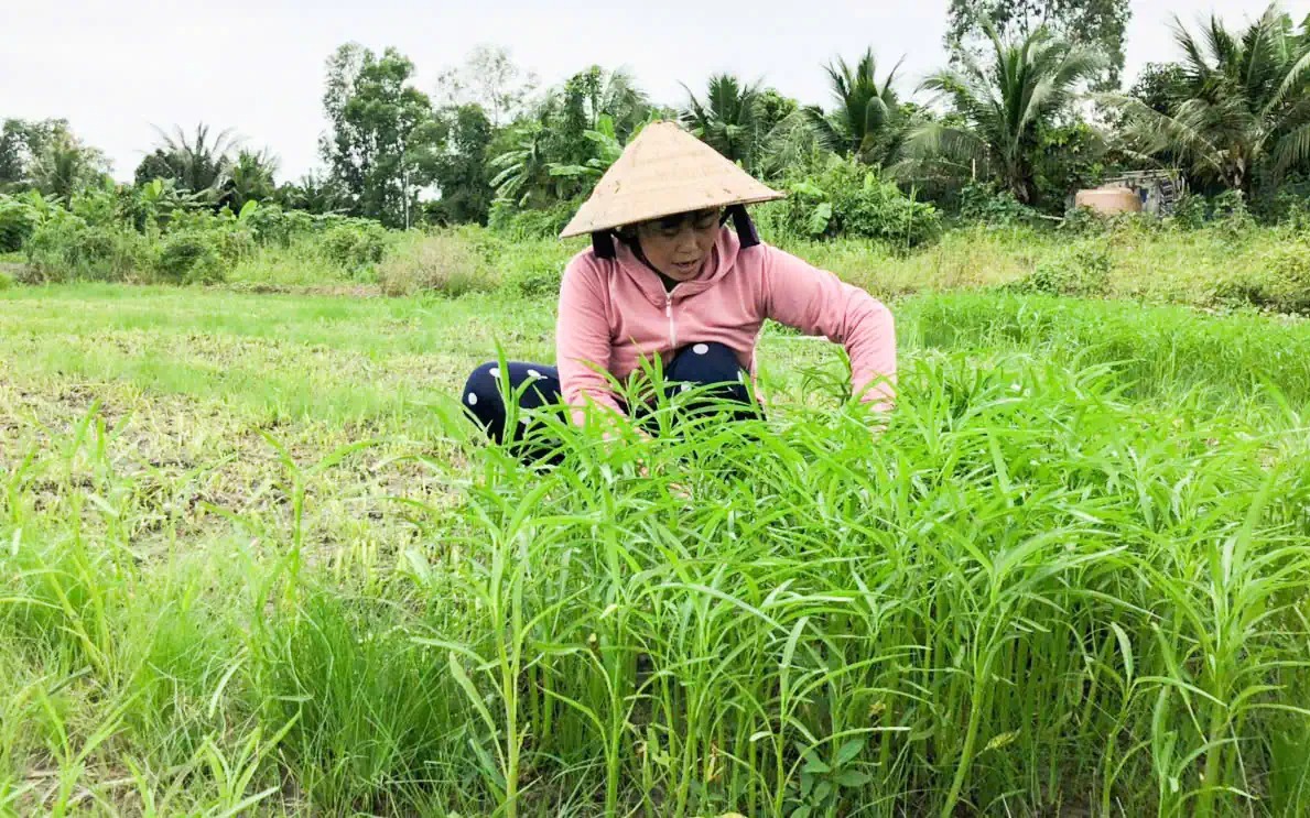 Vô một khu rừng ở Kiên Giang, thấy một con động vật hoang dã thò tay ra như bắt tay cán bộ - Ảnh 3.