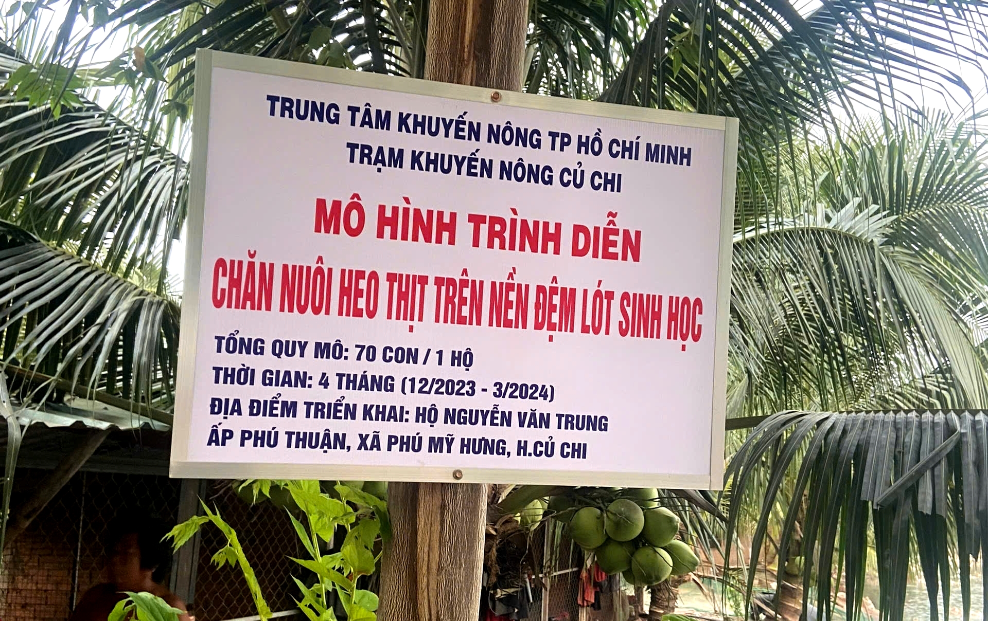 Khuyến nông TP.HCM tăng cường chuyển giao mô hình chăn nuôi heo thịt trên nền đệm lót sinh học - Ảnh 1.