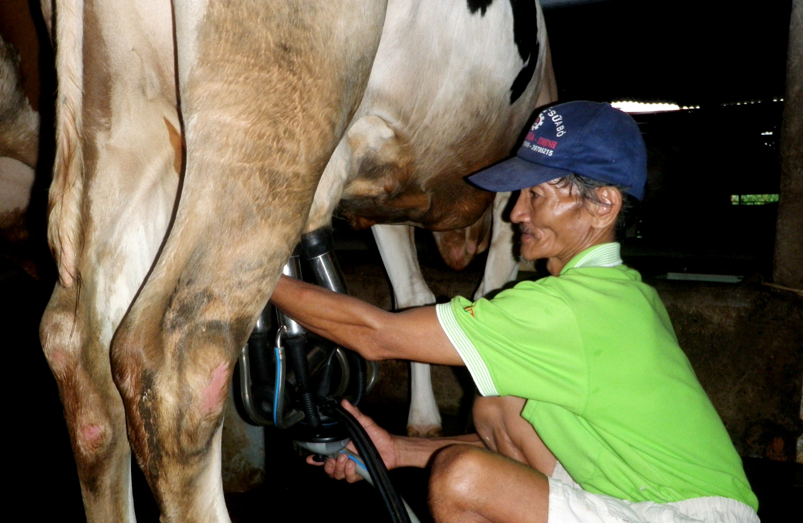 Khuyến nông TP.HCM tăng cường kỹ thuật ứng dụng công nghệ cao vào chăn nuôi - Ảnh 2.