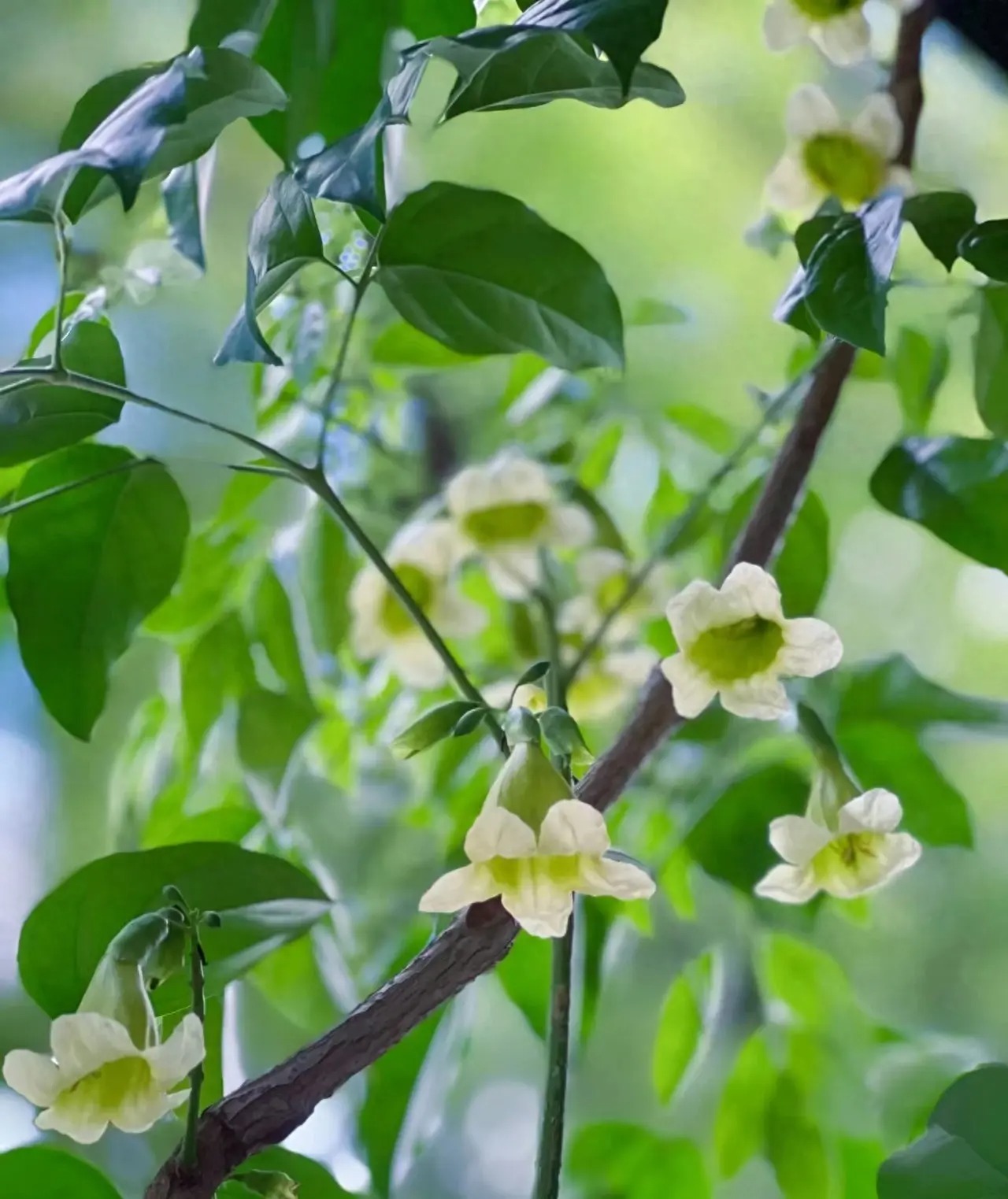 Người xưa nói: "Ngũ hoa trong phòng khách, gia đình đón điềm lành, chiêu tài lộc"  - Ảnh 5.