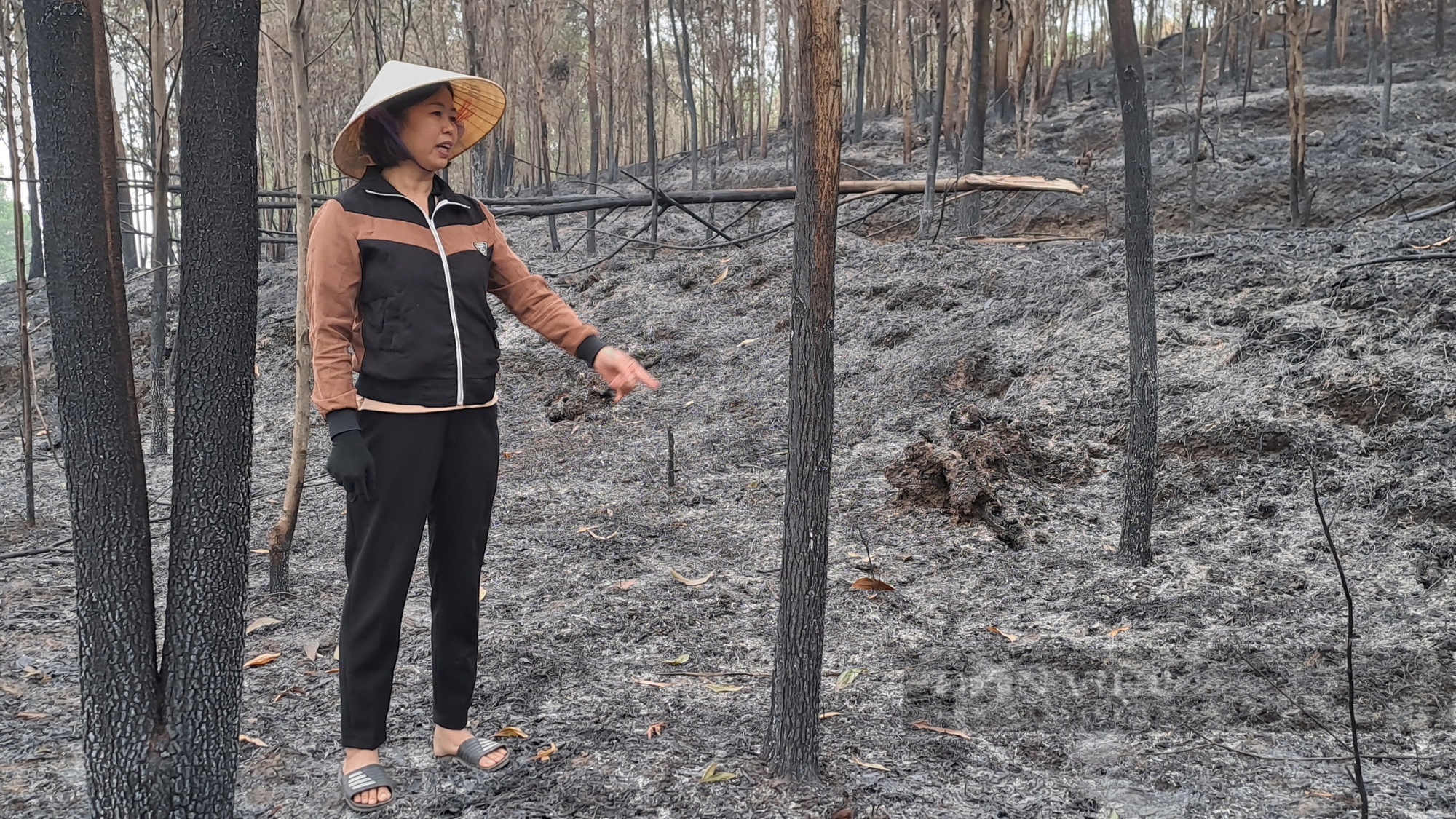 Thái Nguyên: Hơn chục héc ta rừng keo sản xuất của người dân bị cháy rụi chưa rõ nguyên nhân- Ảnh 2.