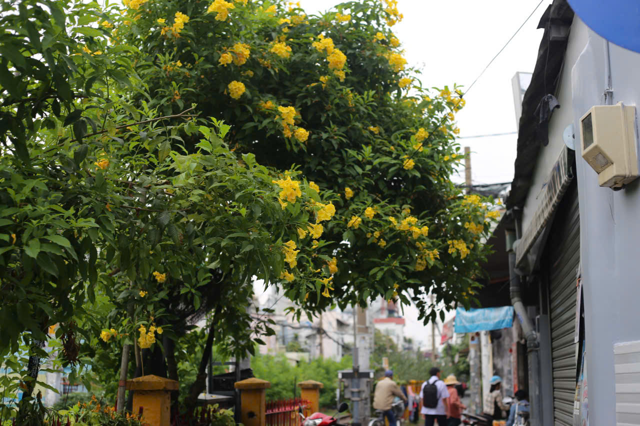 Hoa huỳnh liên ven đường ray khoe sắc vàng những tháng cuối năm - Ảnh 3.