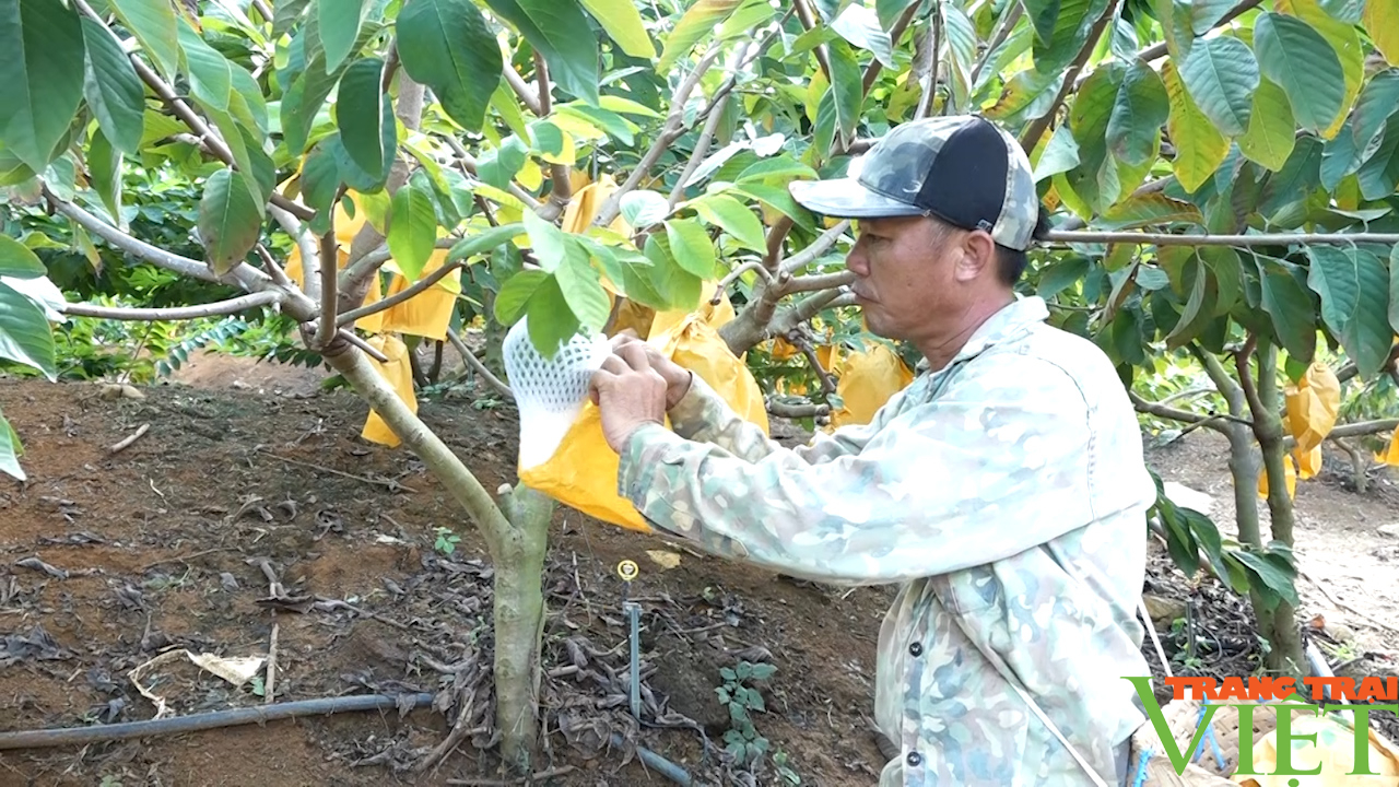 Nông dân Sơn La tập trung phòng trừ sâu bệnh hại cho trên 83.000 ha cây ăn quả  - Ảnh 1.