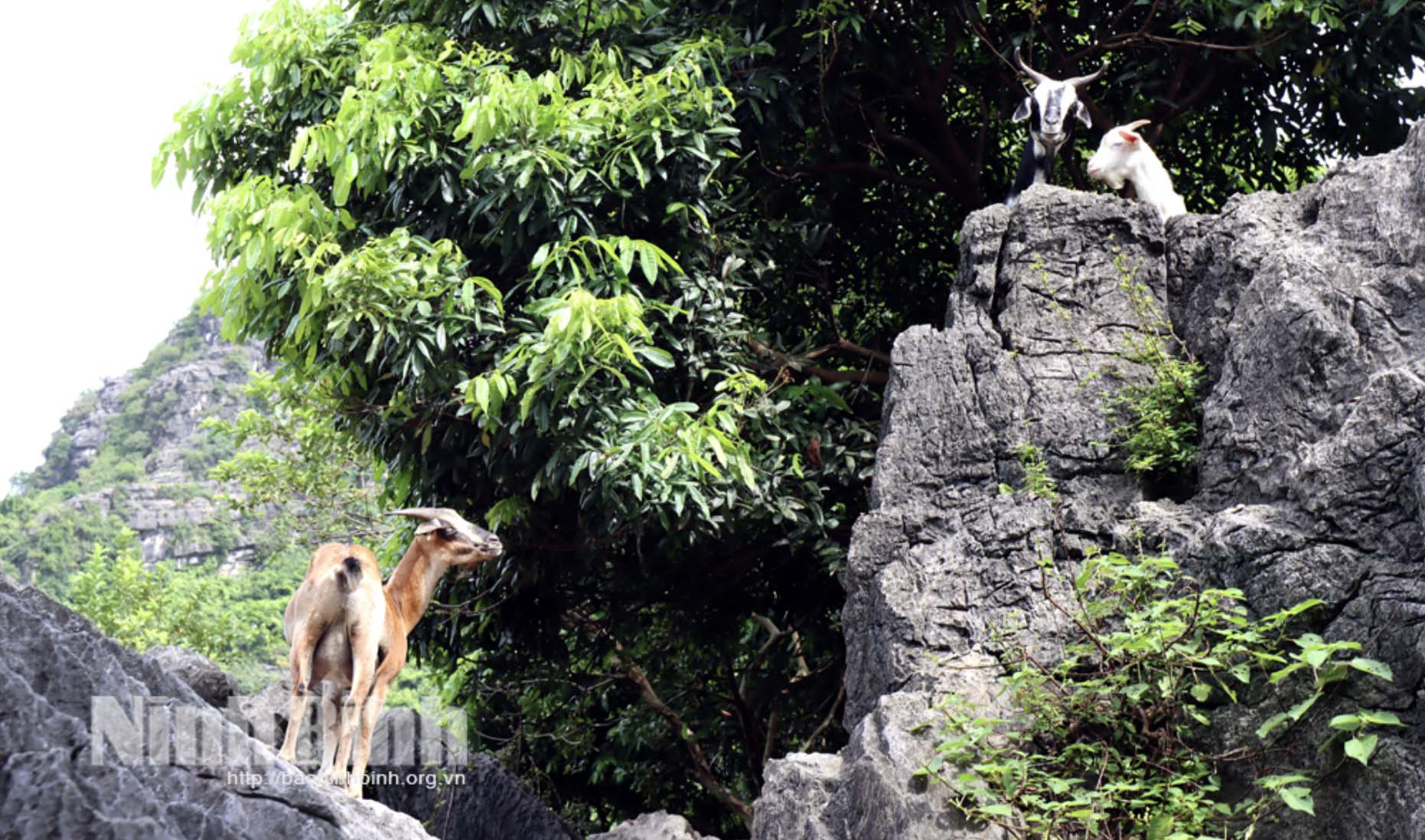 Món ăn đặc sản ở Ninh Bình: Thịt dê khô ướp tỏi, món ăn khoái khẩu của thực khách- Ảnh 2.