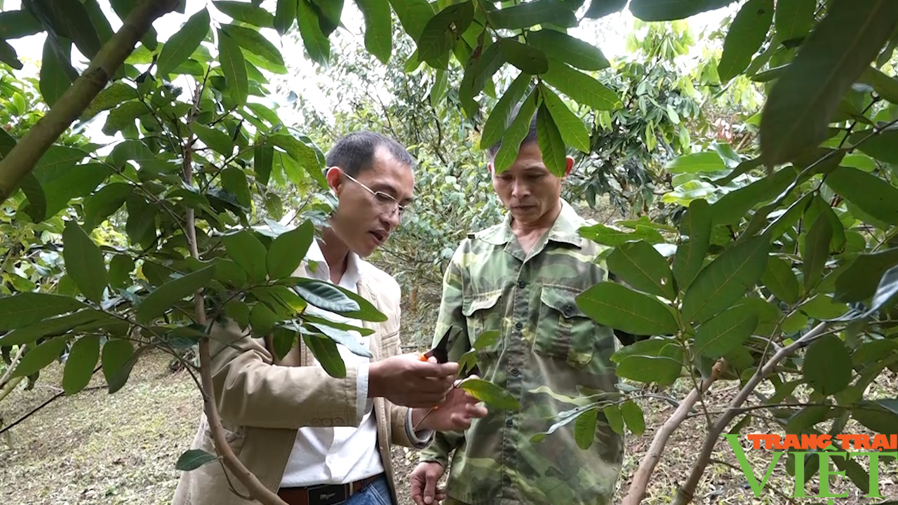 Nông dân Sơn La tập trung phòng trừ sâu bệnh hại cho trên 83.000 ha cây ăn quả  - Ảnh 3.