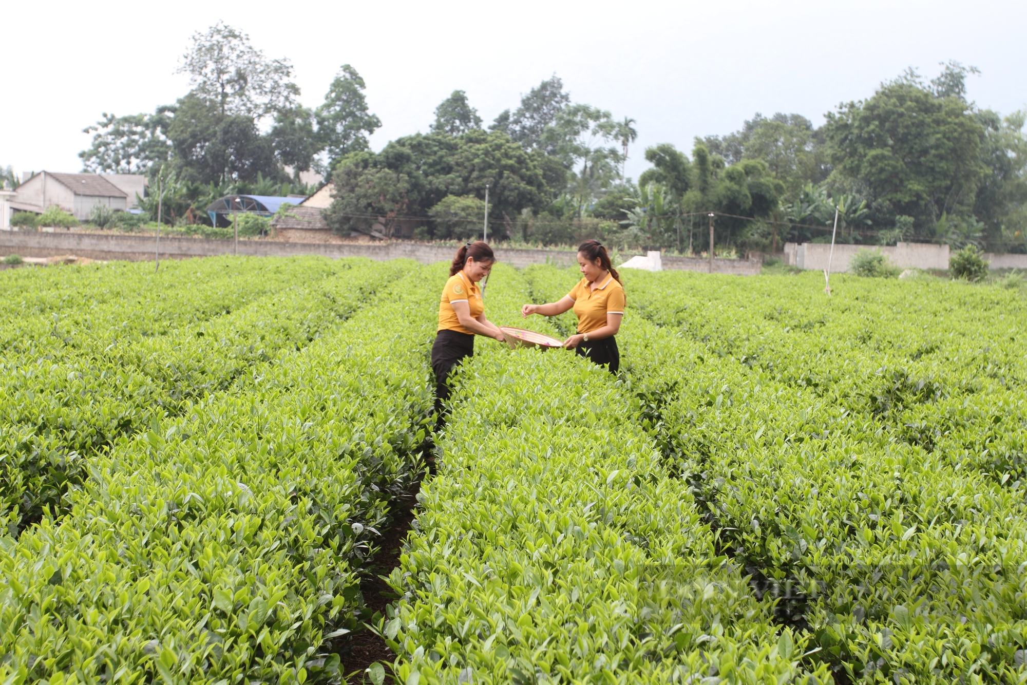 Nữ Giám đốc HTX trẻ ở Thái Nguyên đề xuất cơ chế hỗ trợ xây dựng vùng nguyên liệu sản xuất chè - Ảnh 4.