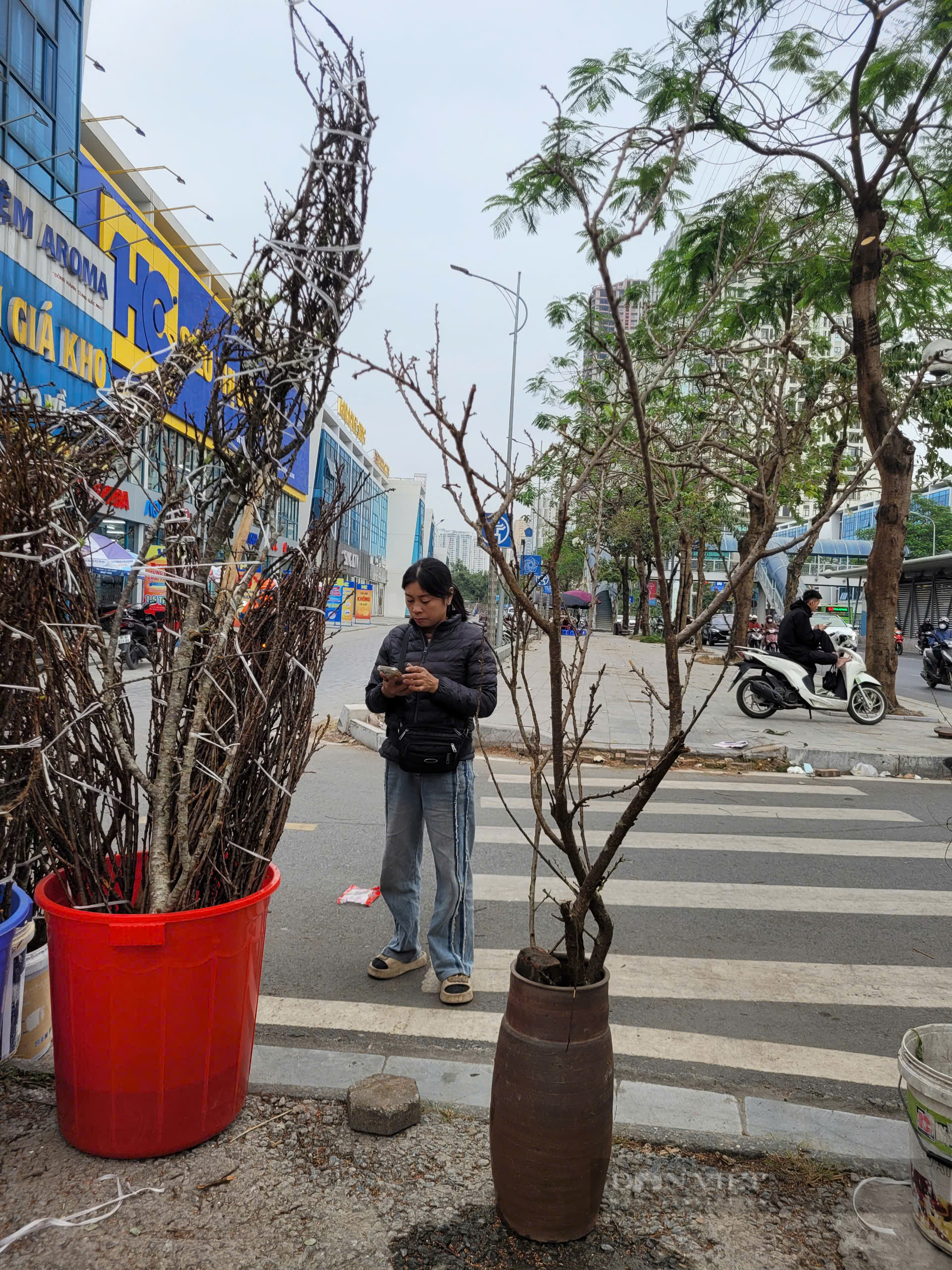 Cành mận rừng như khúc 