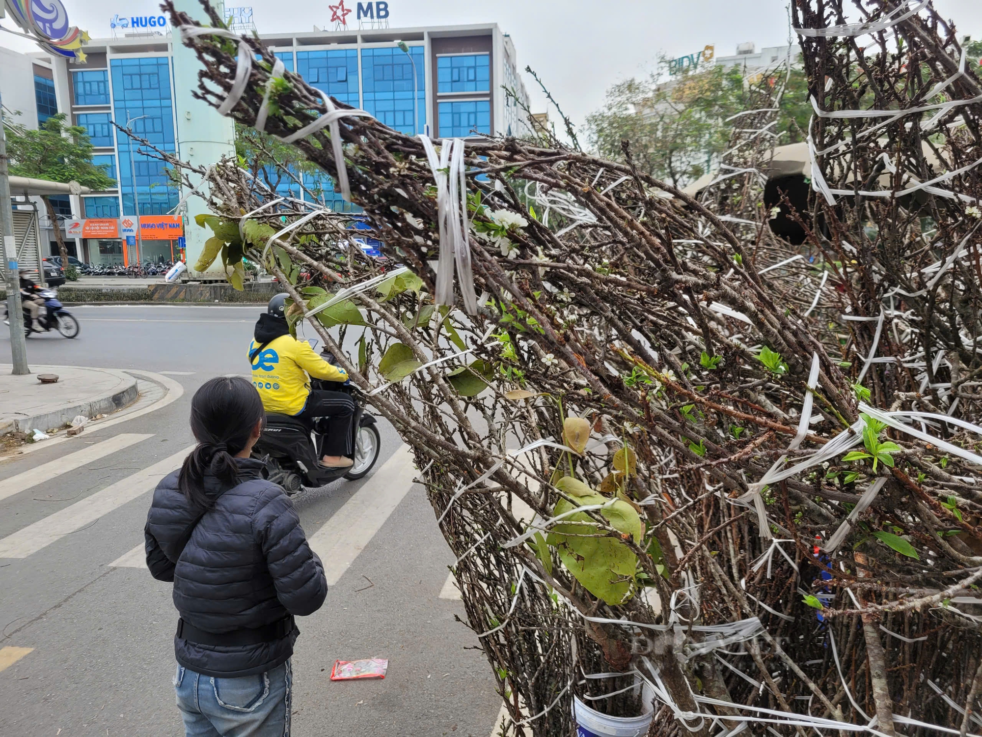 Cành mận rừng như khúc 