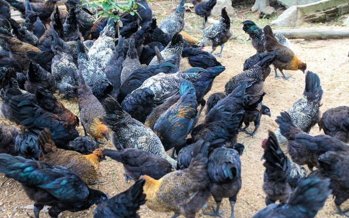 Loài gà có nguồn gốc từ gà rừng, nuôi thành công ở Quảng Ngãi, nông dân bán 150.000 đồng/kg