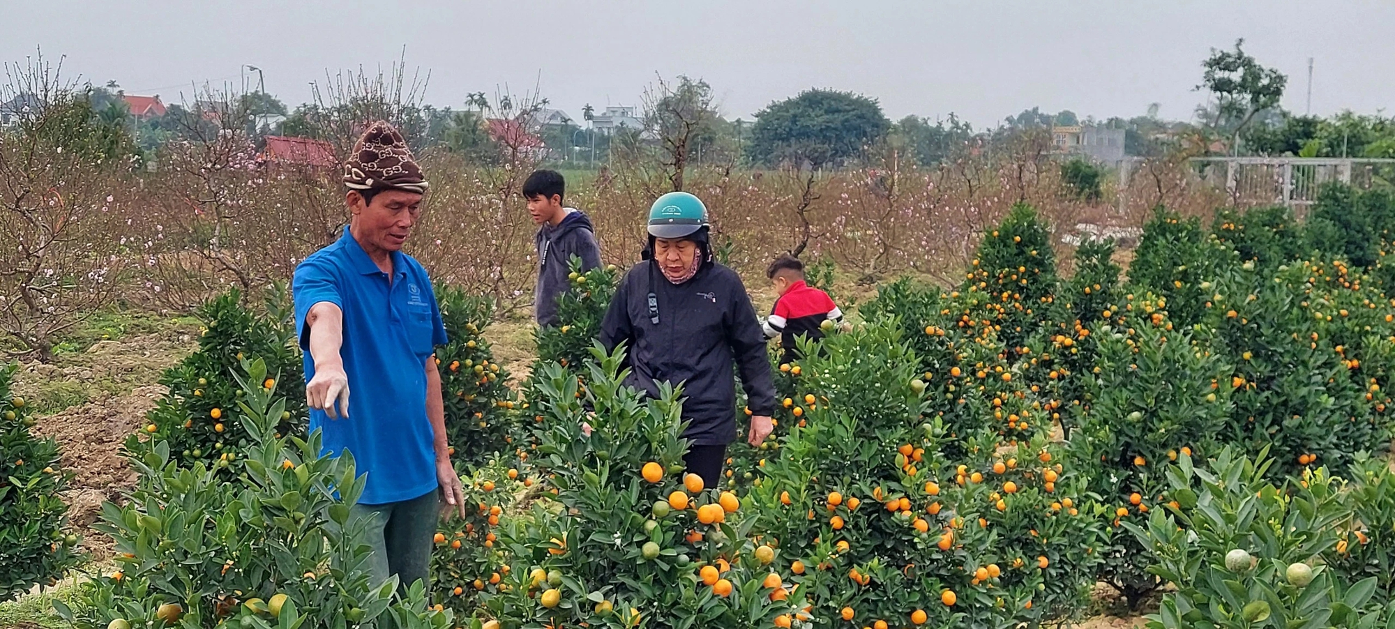 Cả làng mong trời ấm, riêng nông dân một xã ở Hải Phòng lại mong lạnh hơn để đào nở đúng dịp Tết- Ảnh 3.