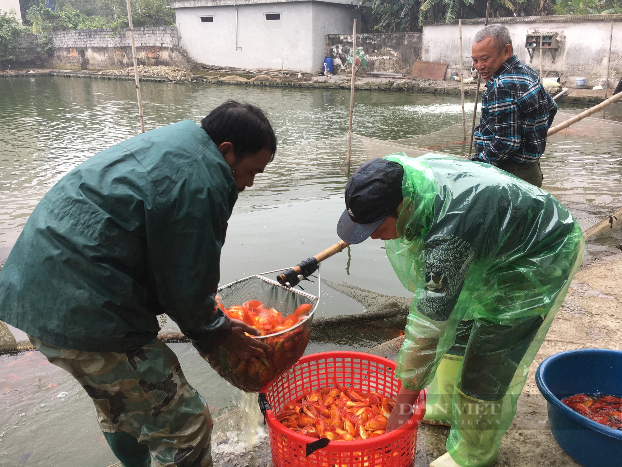 Đây là loại cá chép đang hot, dân một nơi ở Nam Định thay nhau xúc lên bán, nhà nào cũng vui- Ảnh 1.