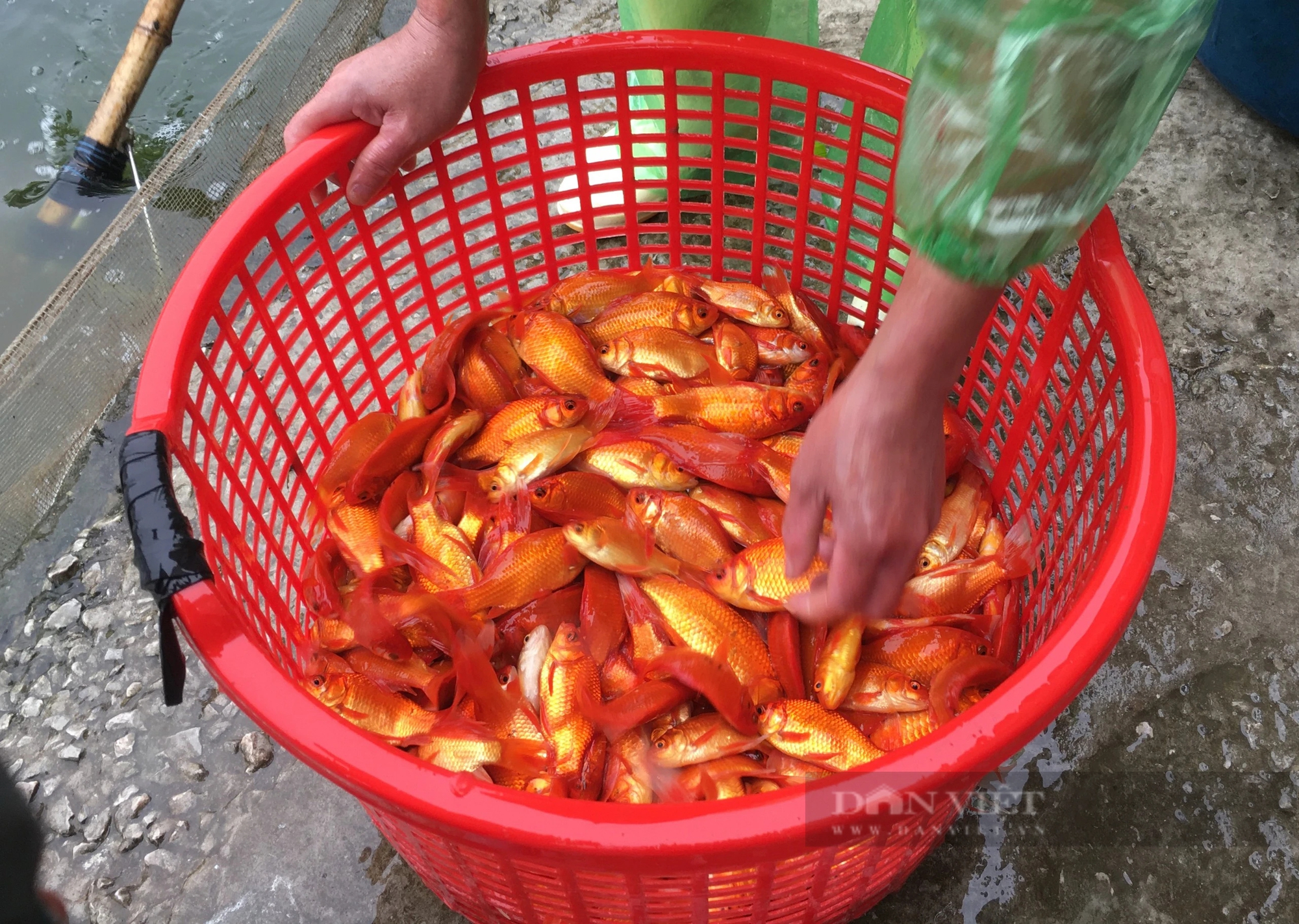 Đây là loại cá chép đang hot, dân một nơi ở Nam Định thay nhau xúc lên bán, nhà nào cũng vui- Ảnh 2.